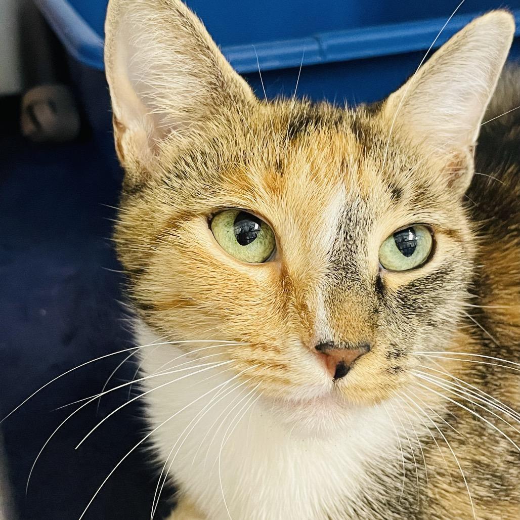 Enlarge Elle, a Adoptable Domestic Short Hair in Columbia Station, OH image 4/5