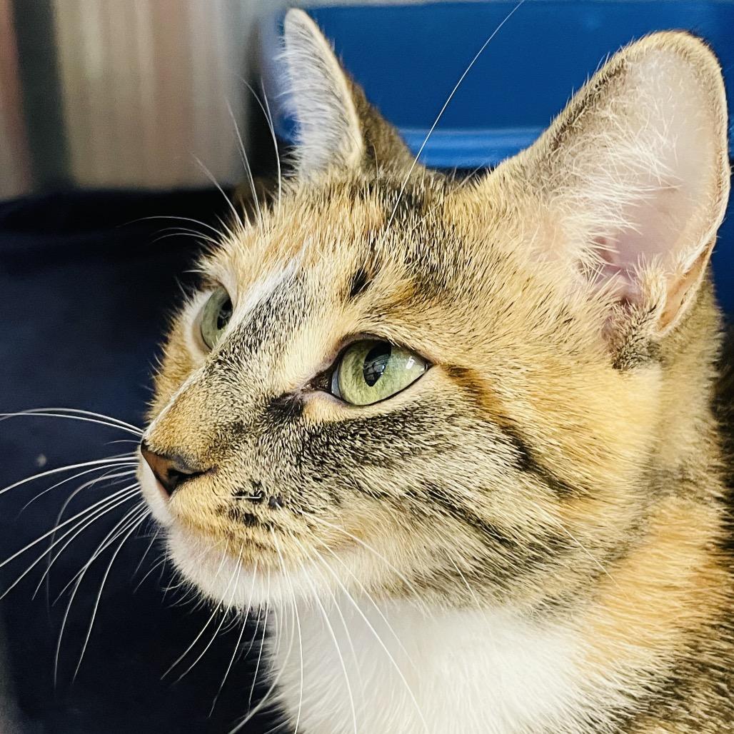 Enlarge Elle, a Adoptable Domestic Short Hair in Columbia Station, OH image 5/5