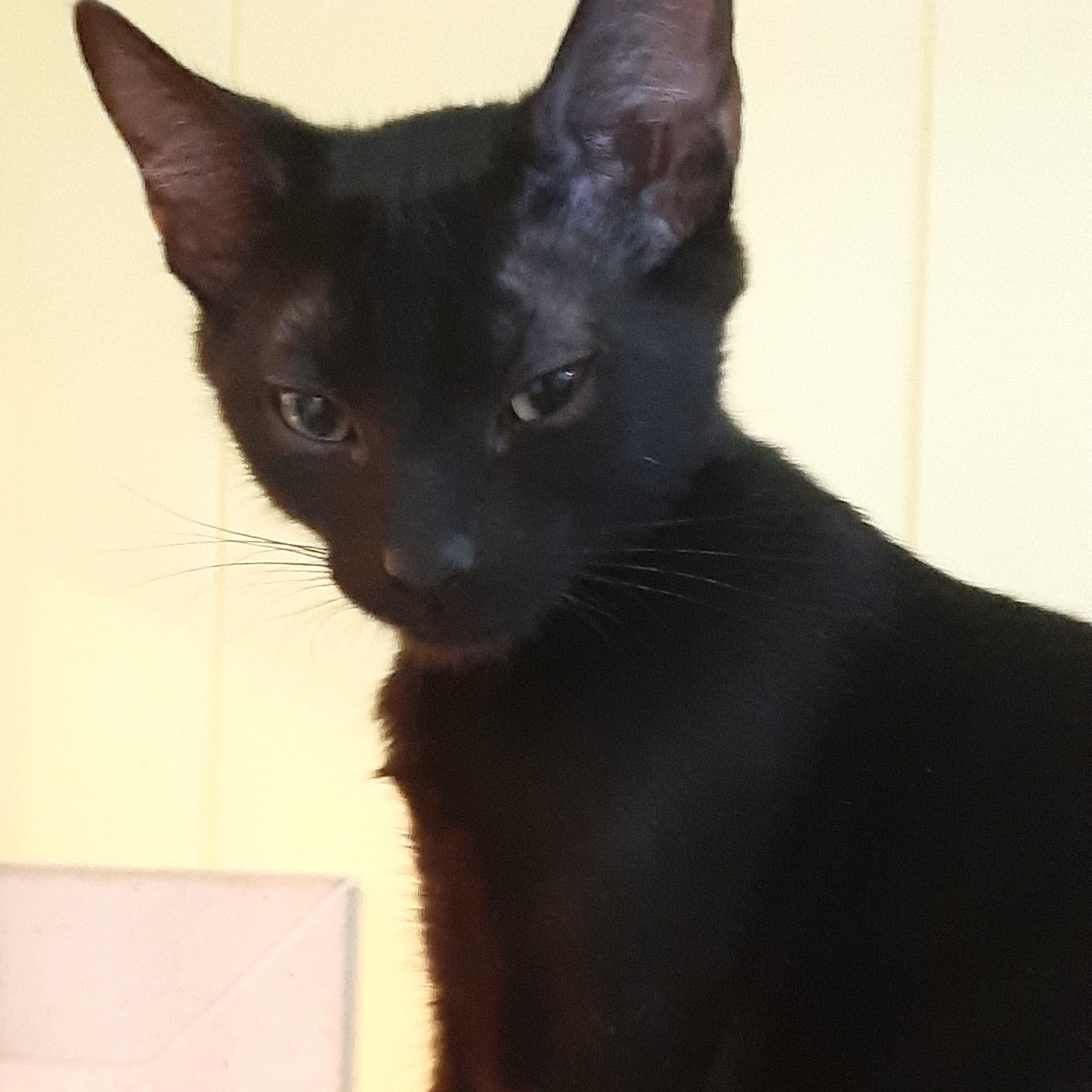 Enlarge Bruce, a ADOPTABLE Domestic Short Hair in Smithfield, NC image 4/4