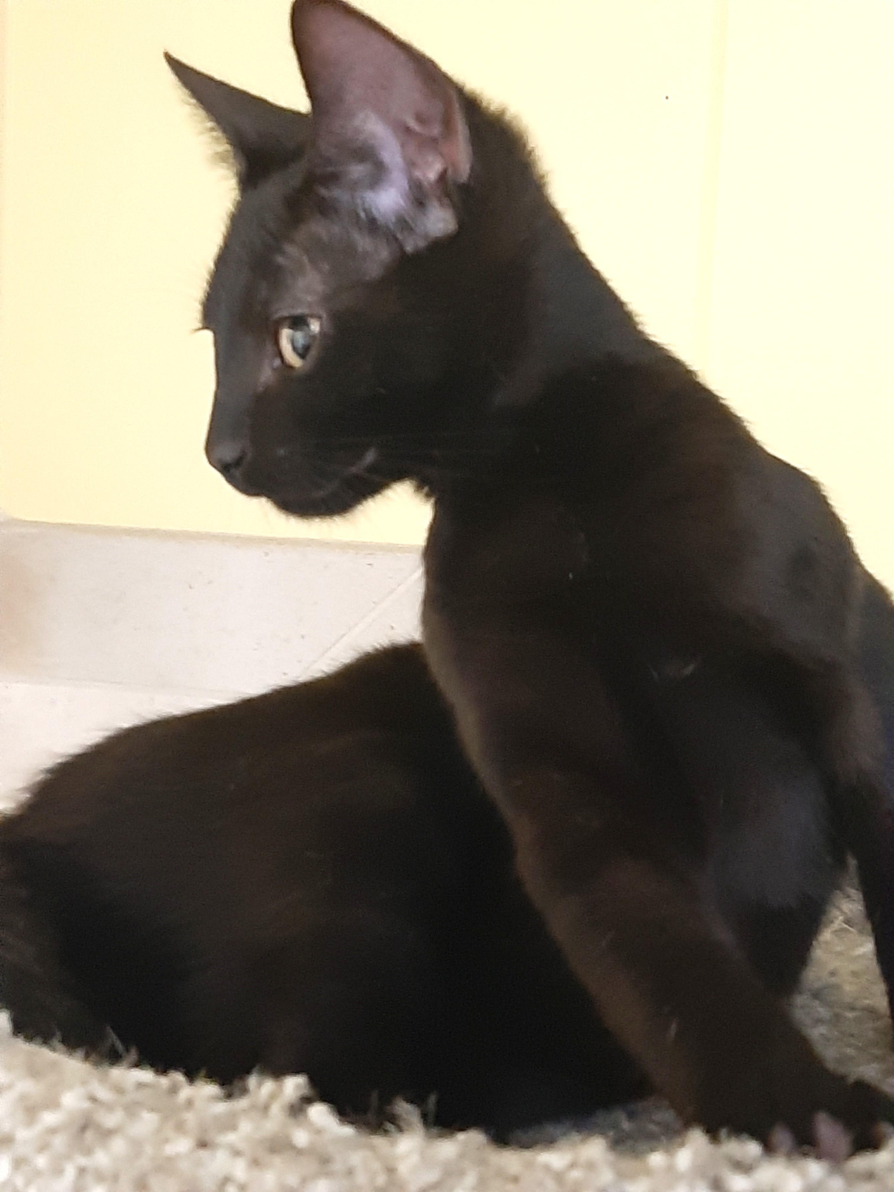 Enlarge Bruce, a ADOPTABLE Domestic Short Hair in Smithfield, NC image 3/4