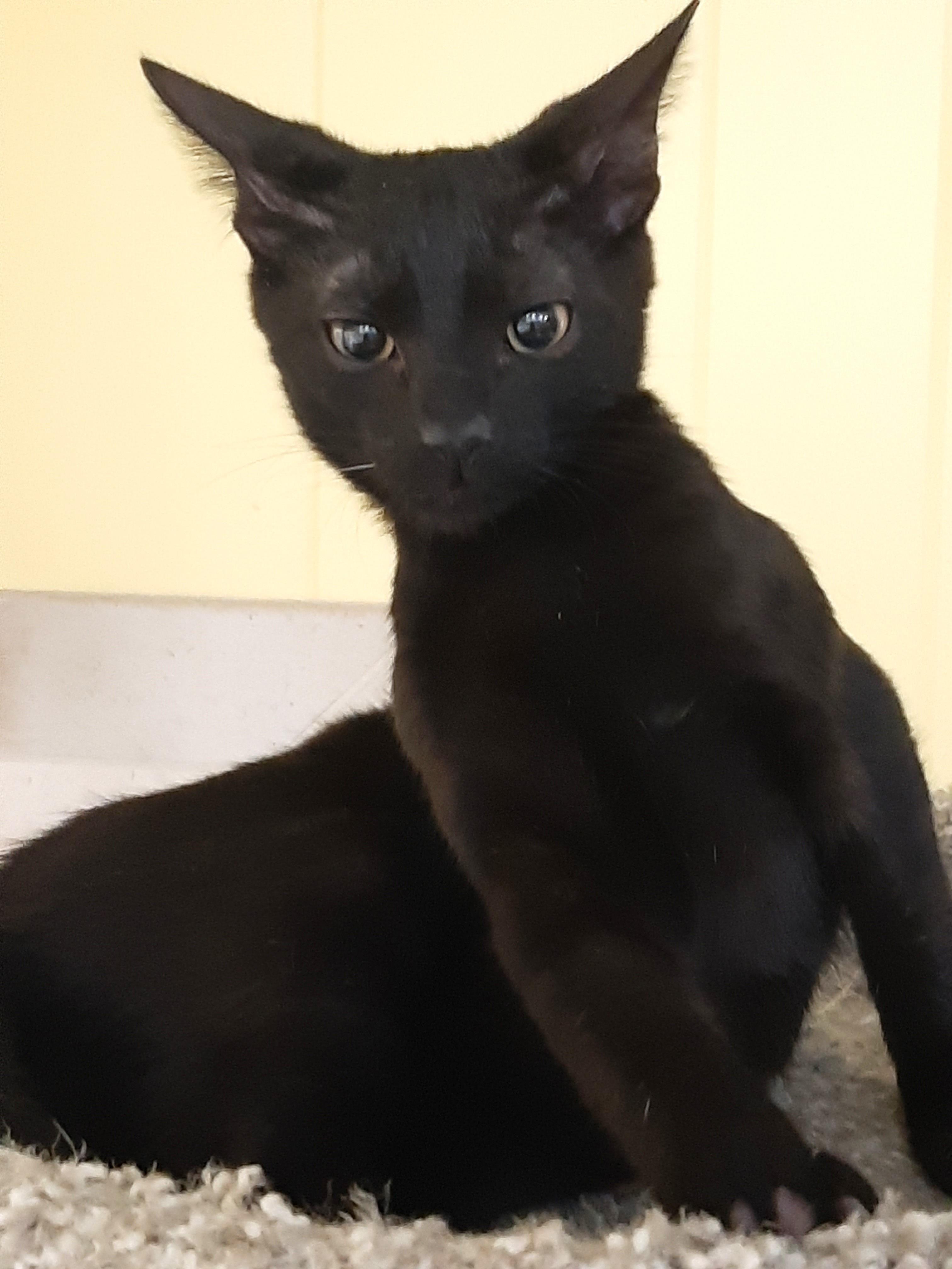 Enlarge Bruce, a ADOPTABLE Domestic Short Hair in Smithfield, NC image 2/4