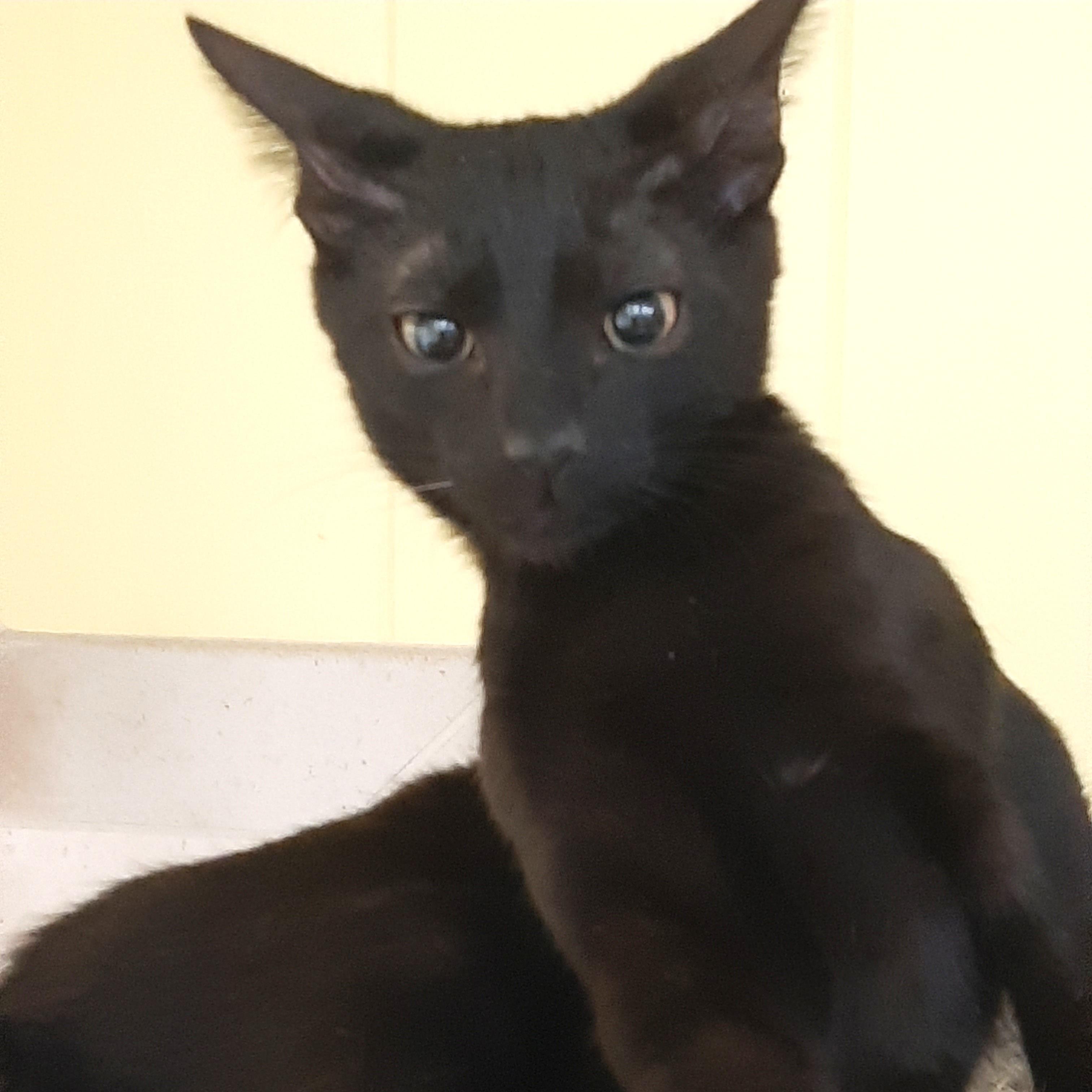 Bruce, ADOPTABLE, Kitten Male Domestic Short Hair.