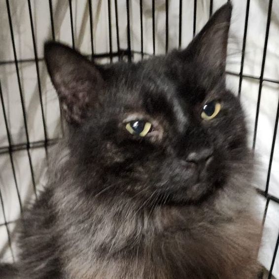 Kimble, Adoptable, Adult Male Domestic Long Hair.