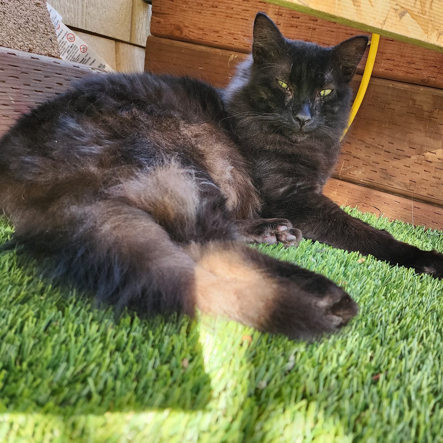 Kimble, a Adoptable Domestic Long Hair in Concord, CA image 2/3