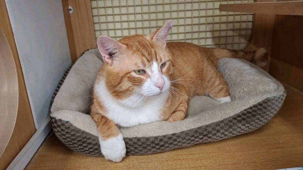 Enlarge Boris, an adopted Domestic Short Hair in Easley, SC image 2/3