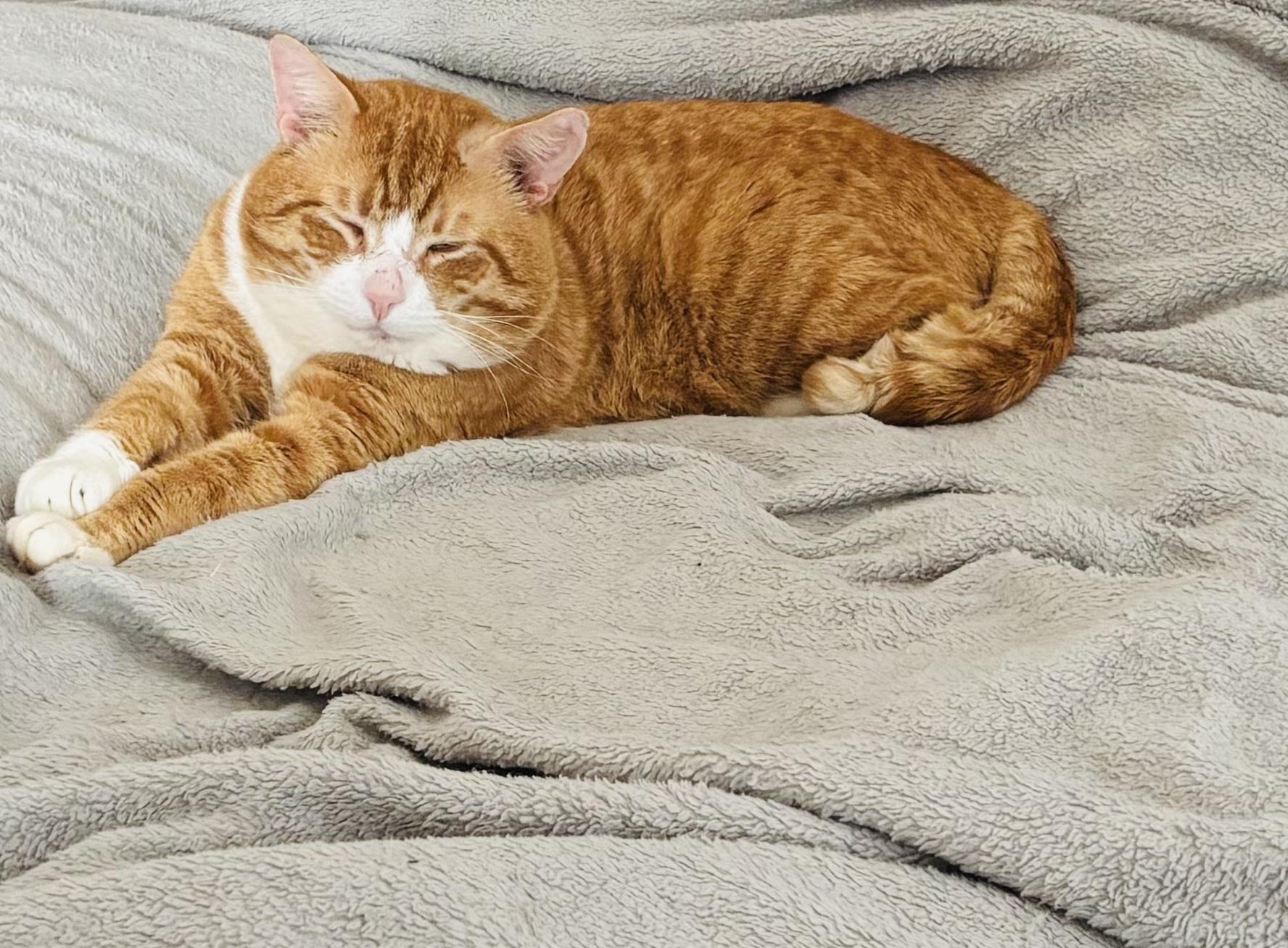 Enlarge Boris, an adopted Domestic Short Hair in Easley, SC image 1/3