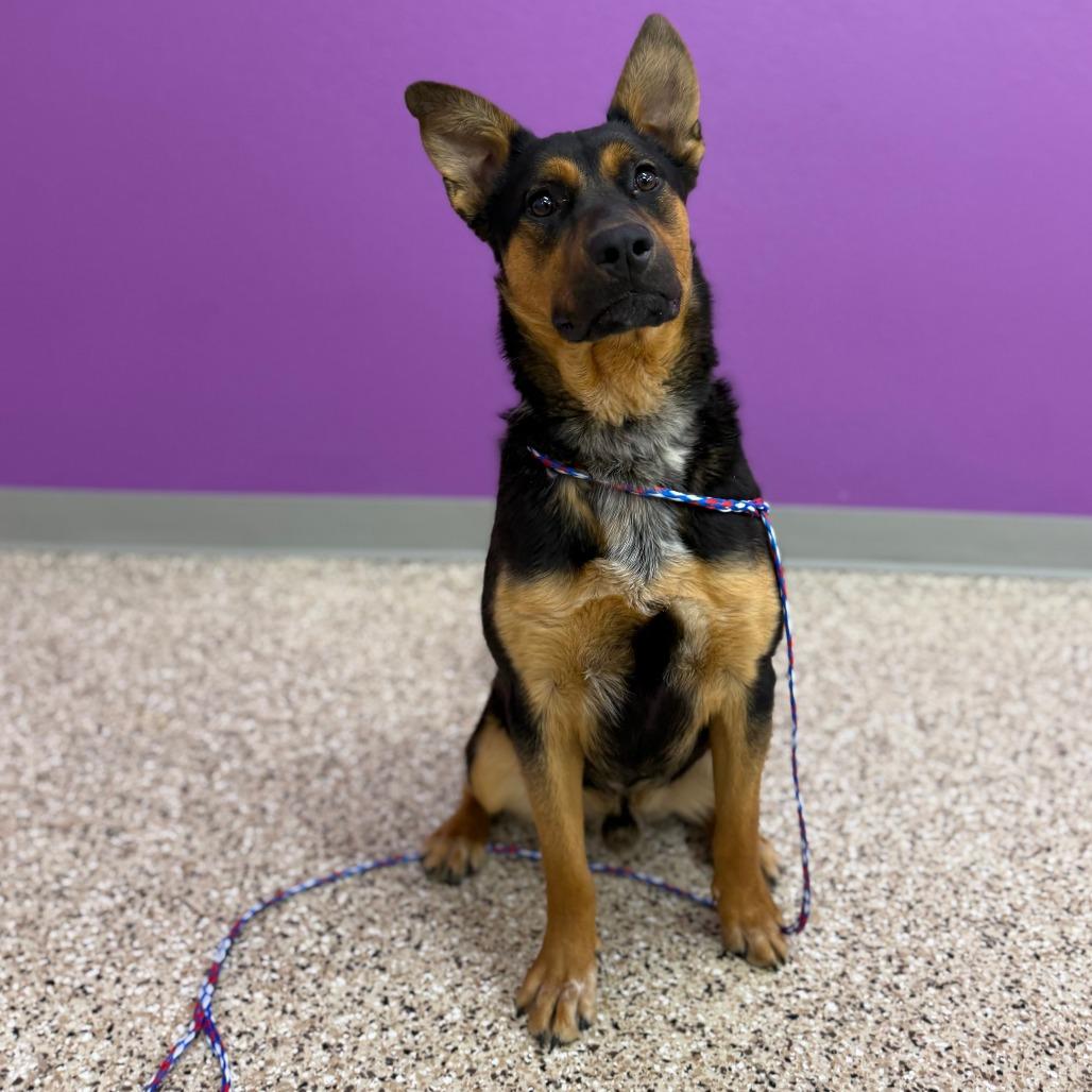 Jack, Adoptable, Young Male Shepherd & Mixed Breed.