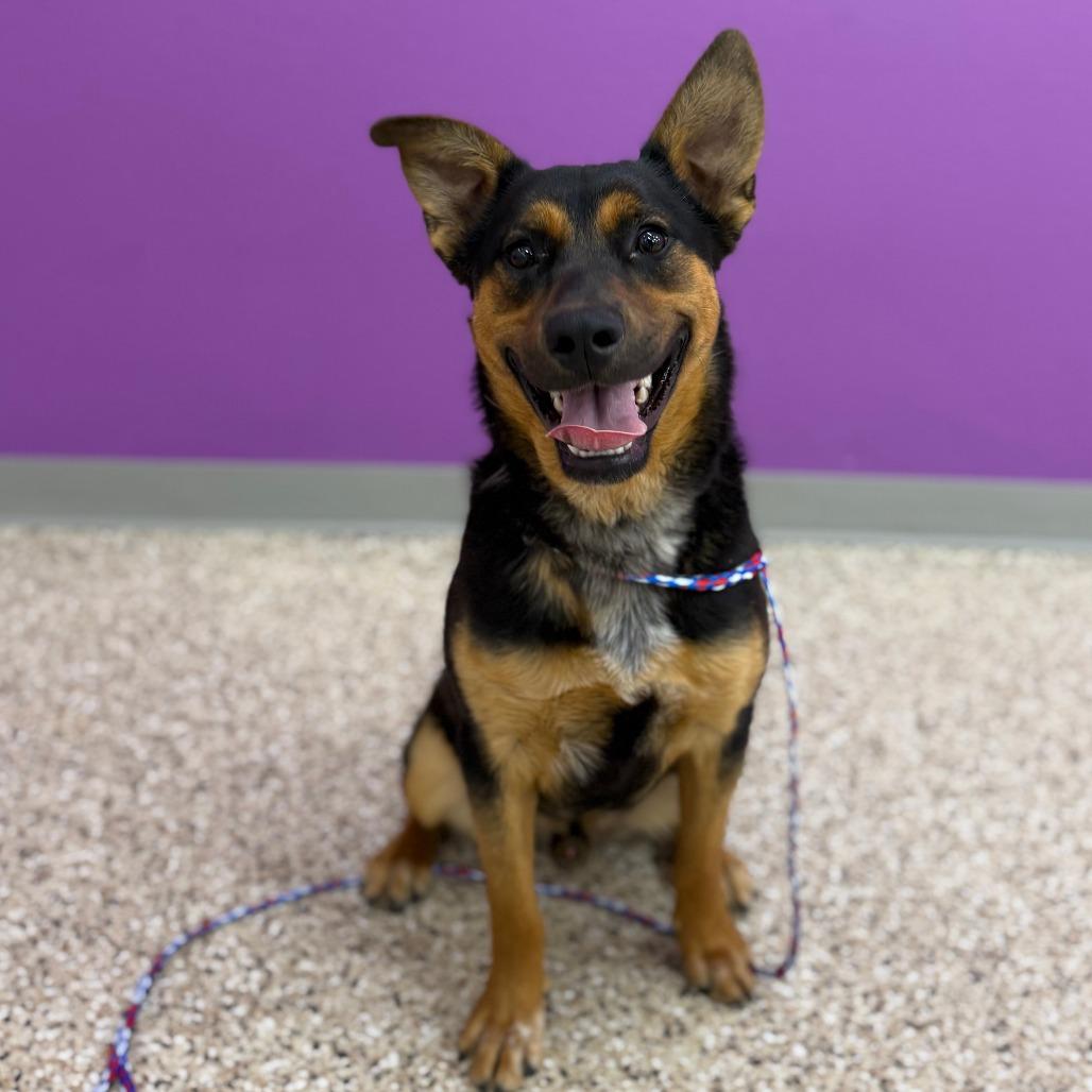 Jack, a Adoptable mixed breed in Bullhead City, AZ image 2/2