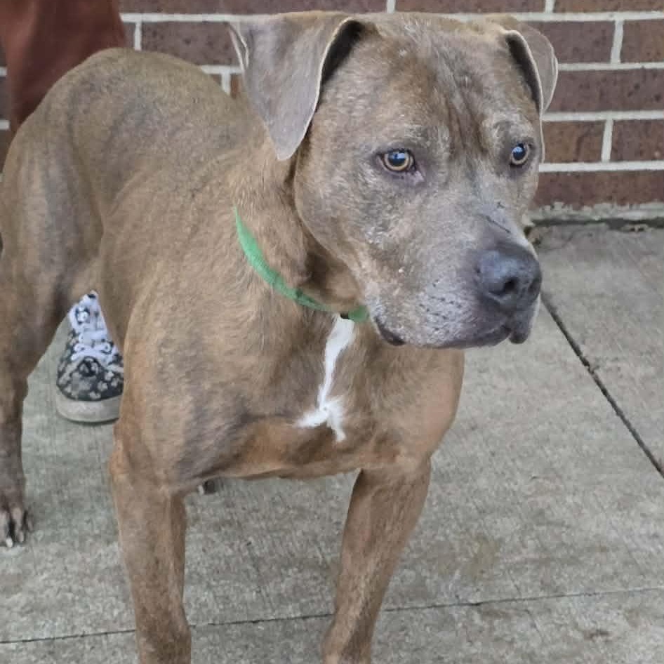 Hermes, adoptable, Senior Male Pit Bull Terrier.