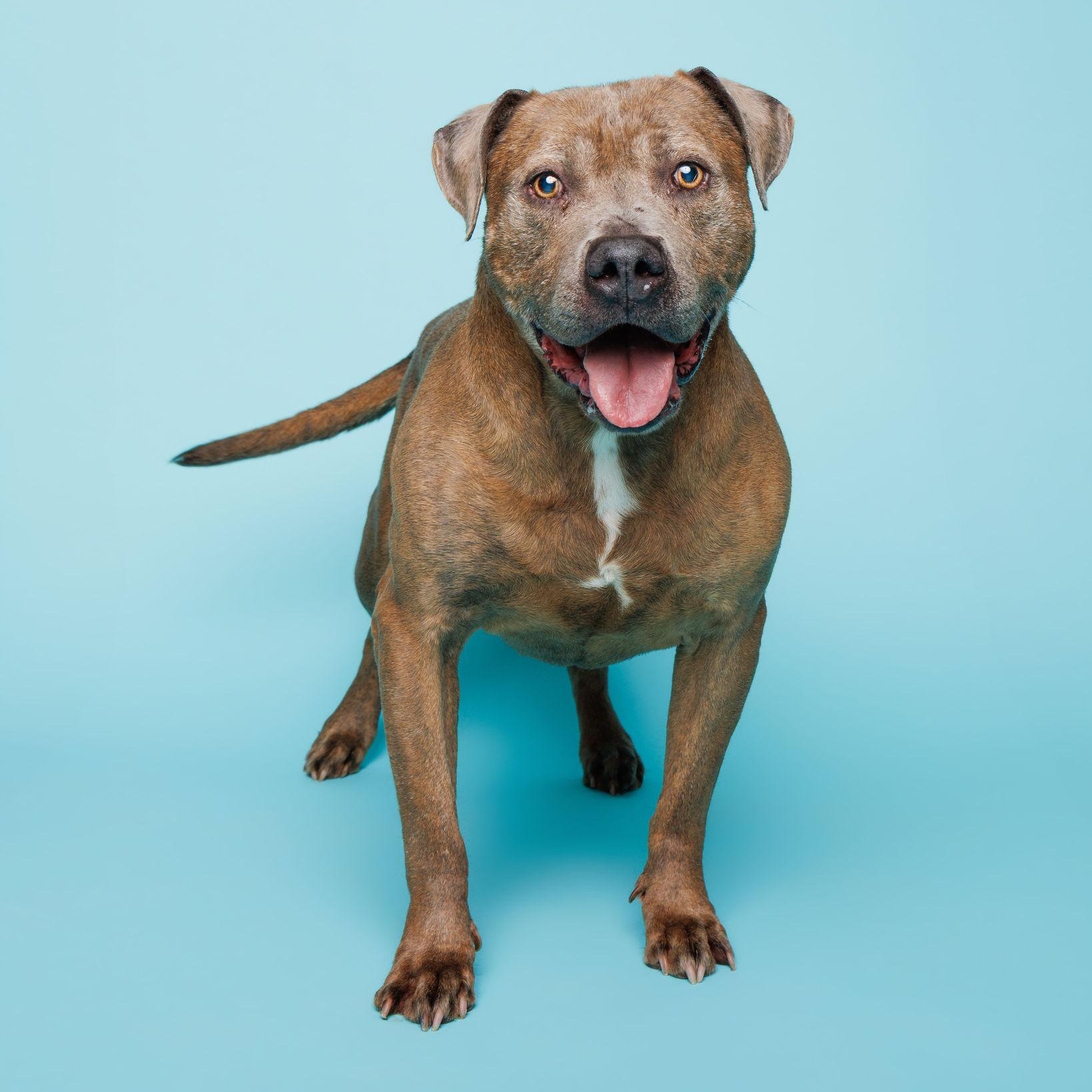 Enlarge Hermes, an adoptable Pit Bull Terrier in Waterloo, IA image 1/6