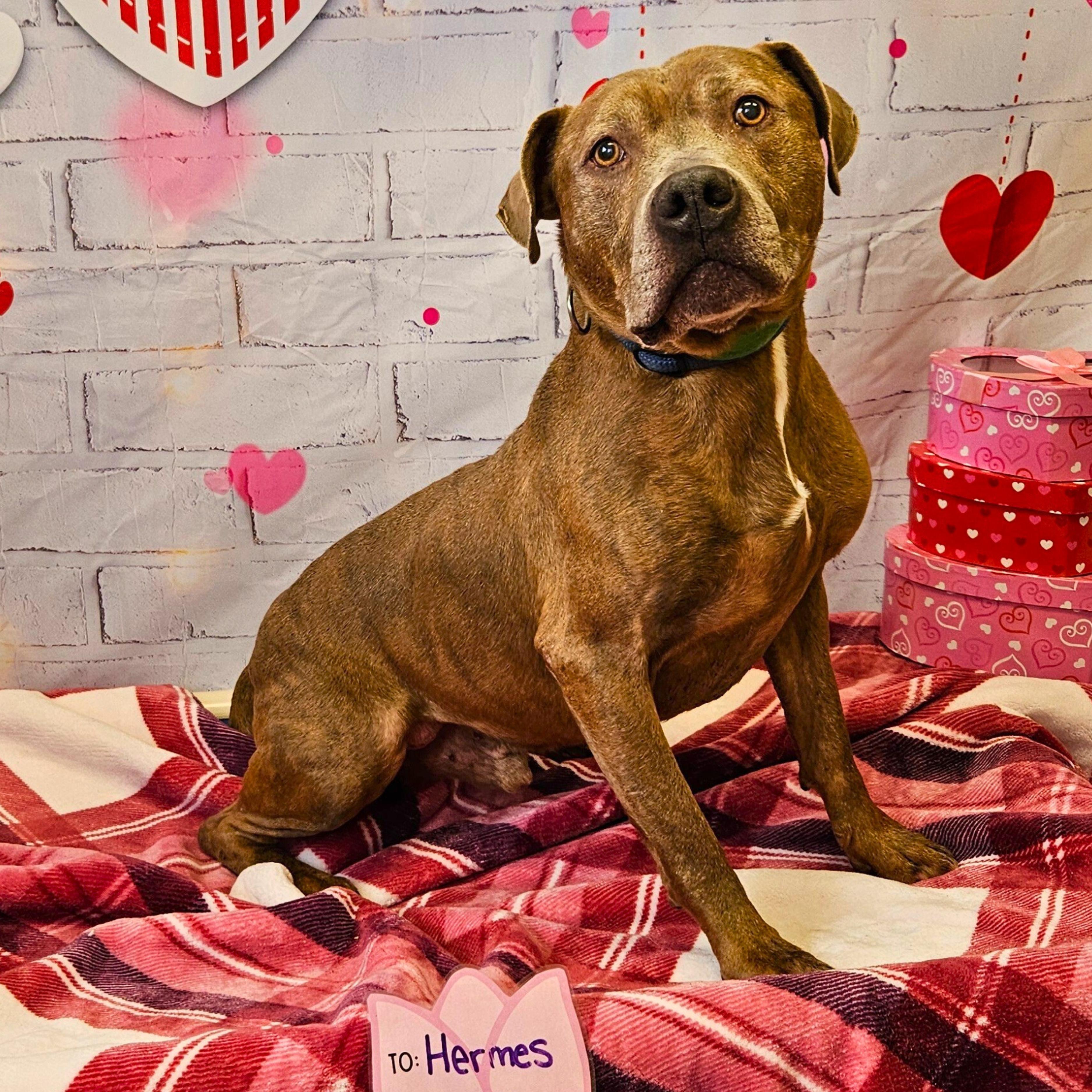 Hermes, an adoptable Pit Bull Terrier in Waterloo, IA image 2/4