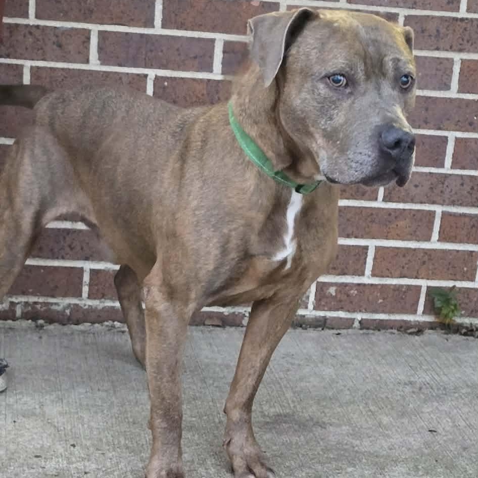 Hermes, an adoptable Pit Bull Terrier in Waterloo, IA image 3/4