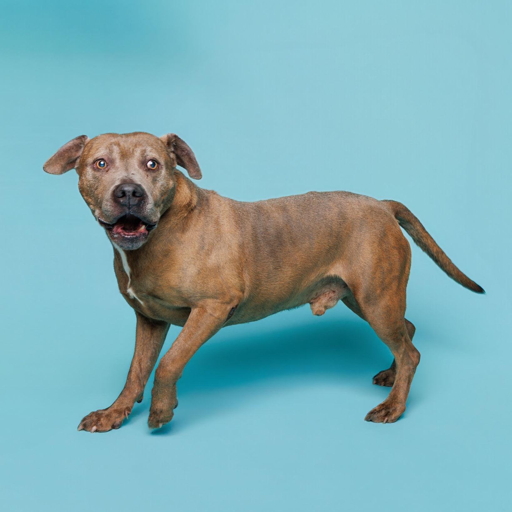 Enlarge Hermes, an adoptable Pit Bull Terrier in Waterloo, IA image 2/6