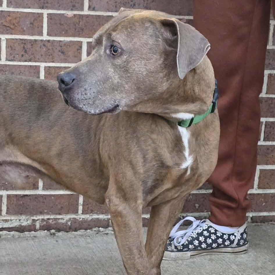 Hermes, an adoptable Pit Bull Terrier in Waterloo, IA image 4/4