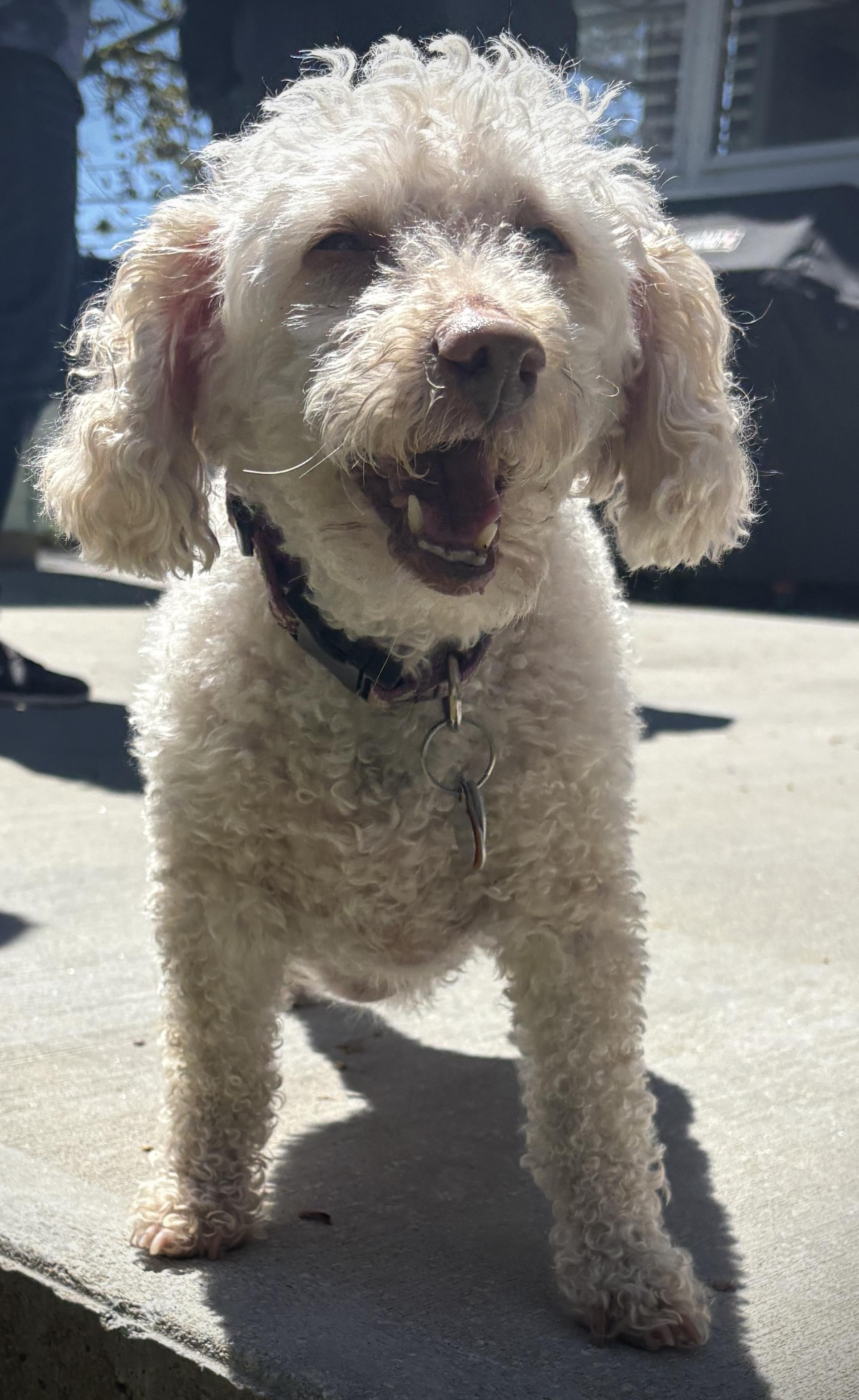 Enlarge Lucy Evonne , an adopted Miniature Poodle in Chelmsford, MA image 4/5