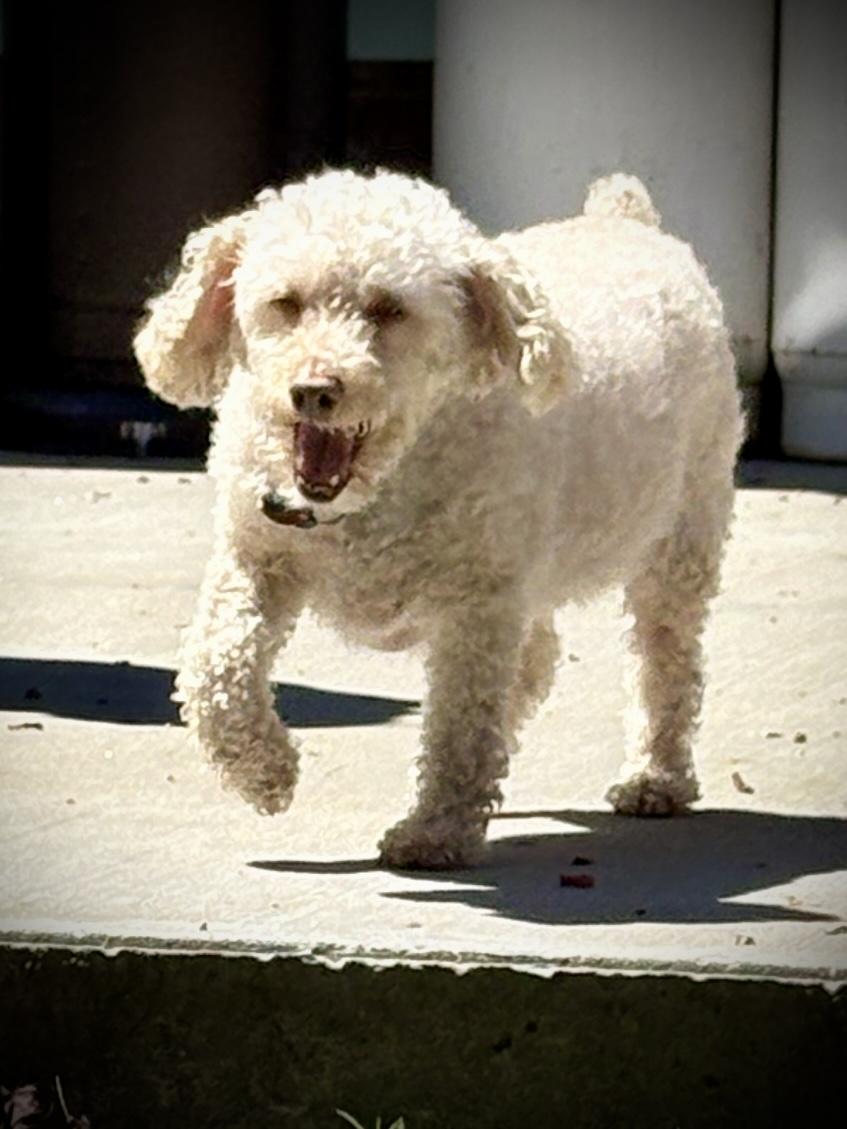 Enlarge Lucy Evonne , an adopted Miniature Poodle in Chelmsford, MA image 5/5