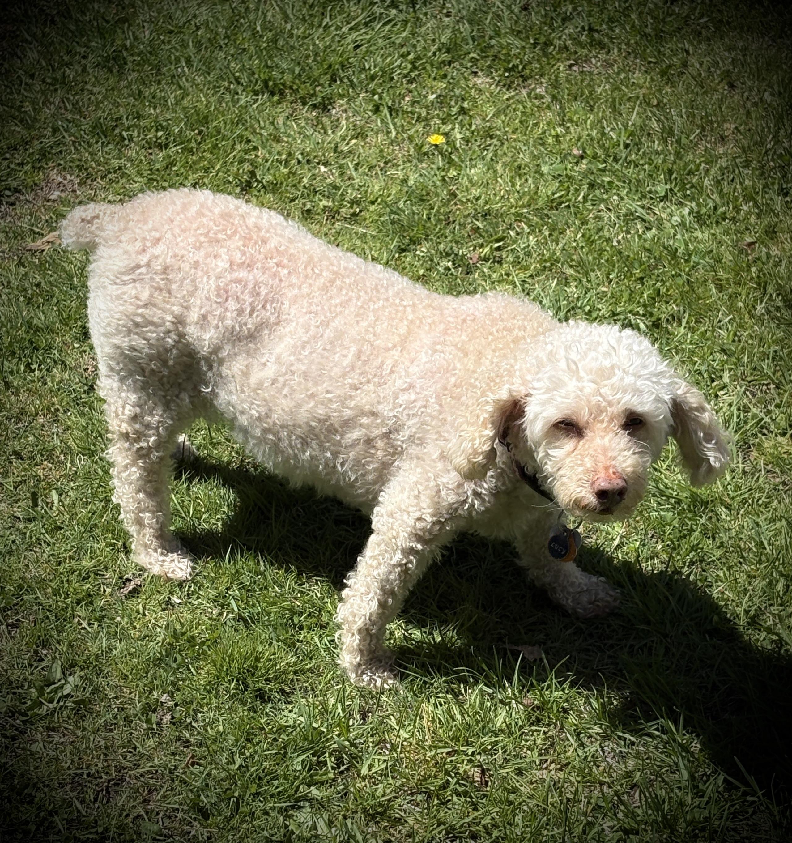 Enlarge Lucy Evonne , an adopted Miniature Poodle in Chelmsford, MA image 3/5