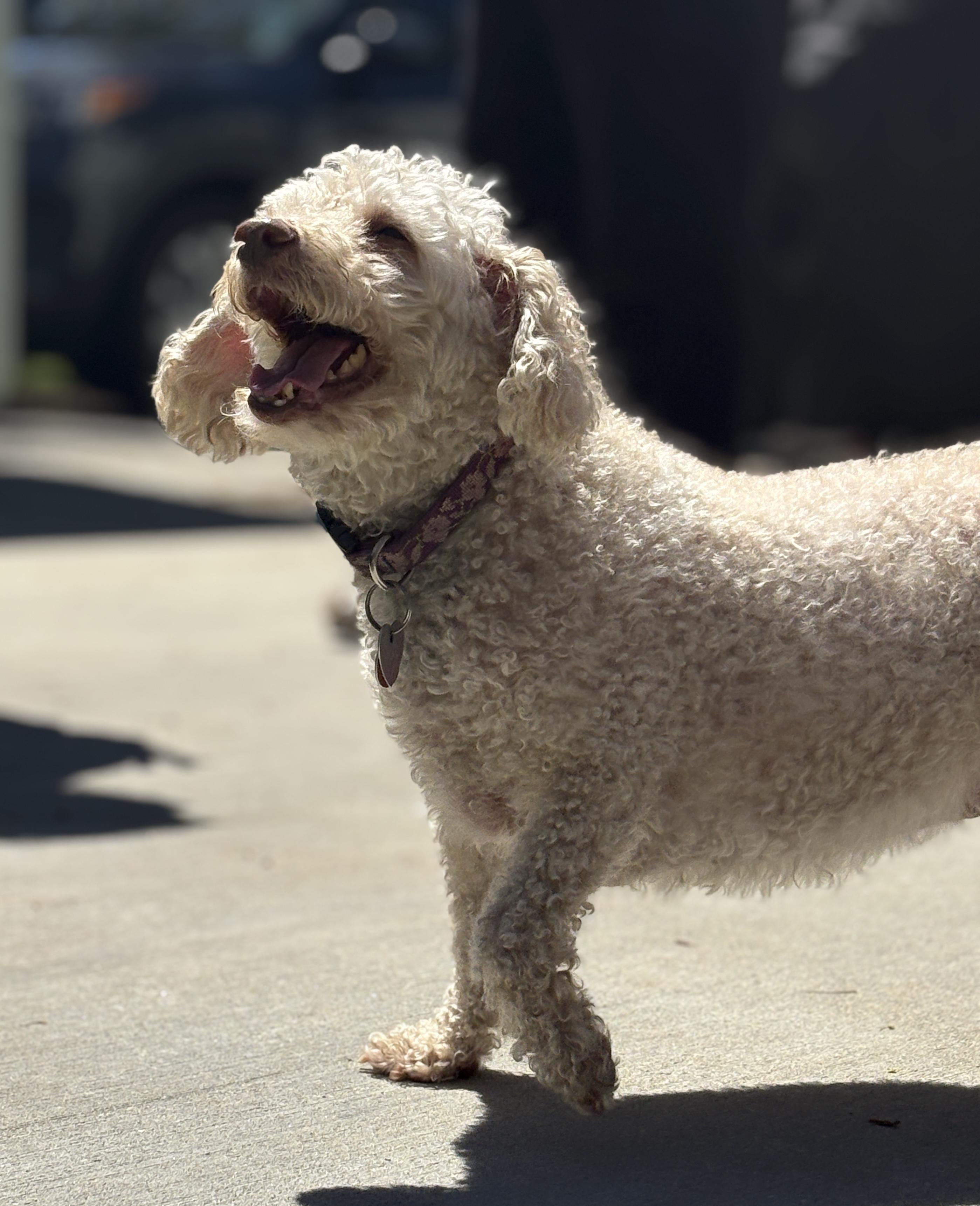 Enlarge Lucy Evonne , an adopted Miniature Poodle in Chelmsford, MA image 2/5