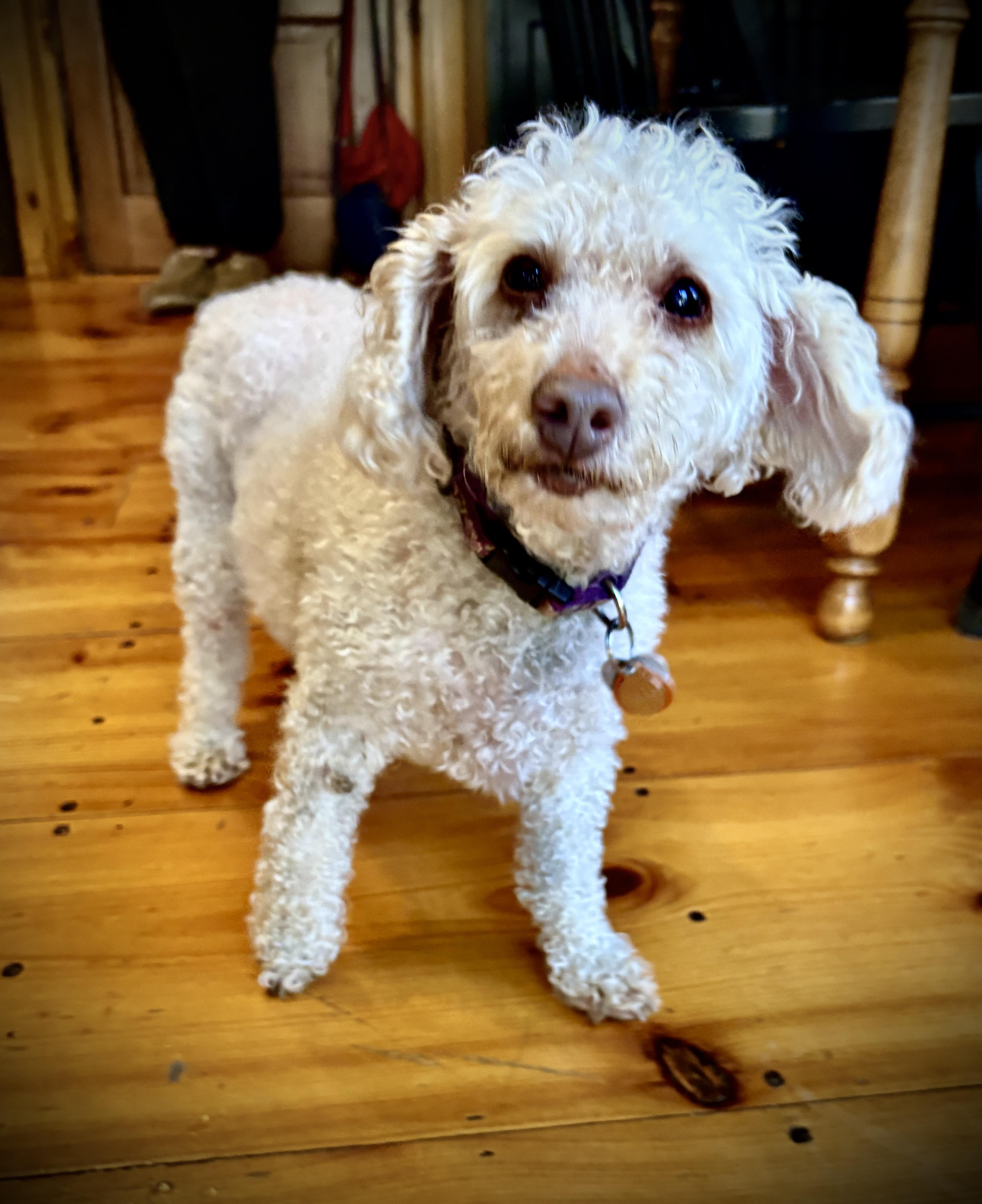 Lucy Evonne , adopted, Senior Female Miniature Poodle.