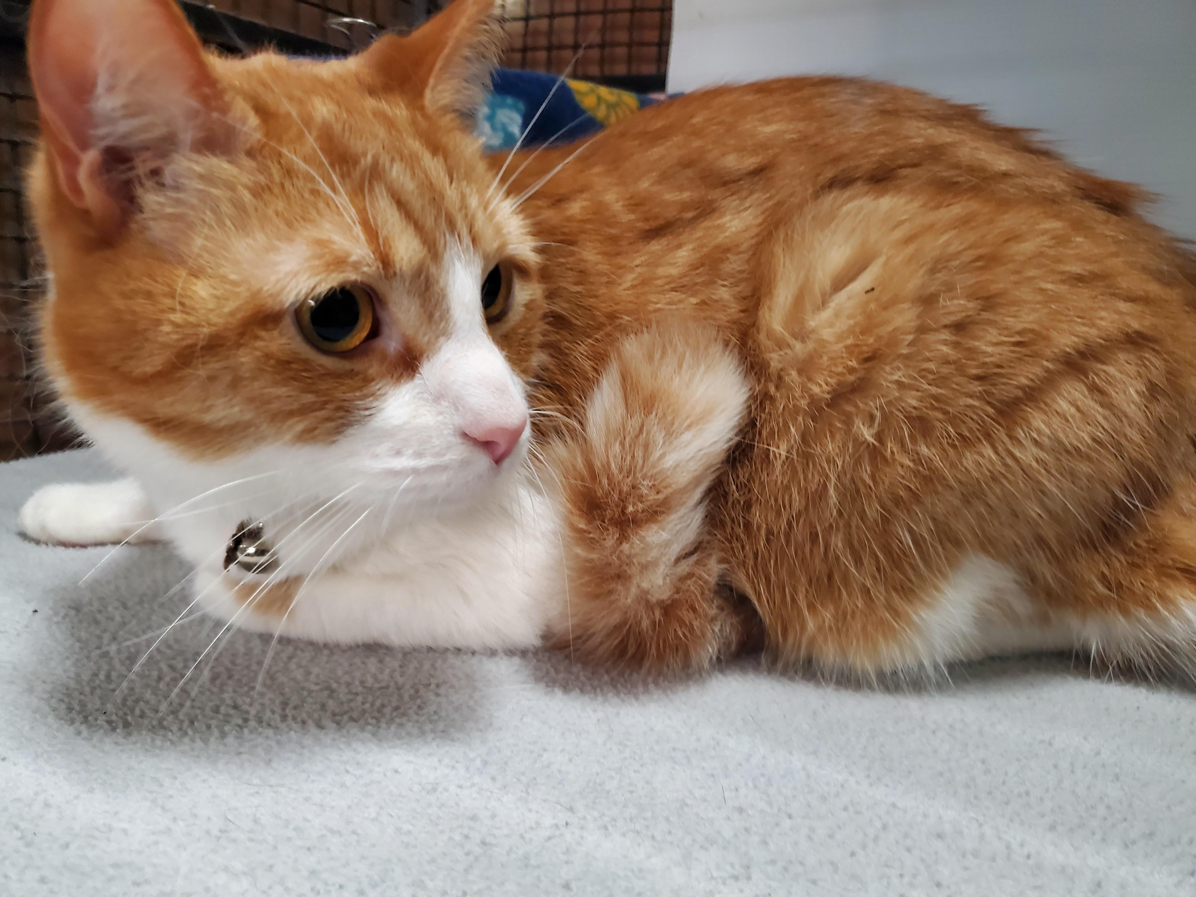Christy, Adult Female unknown