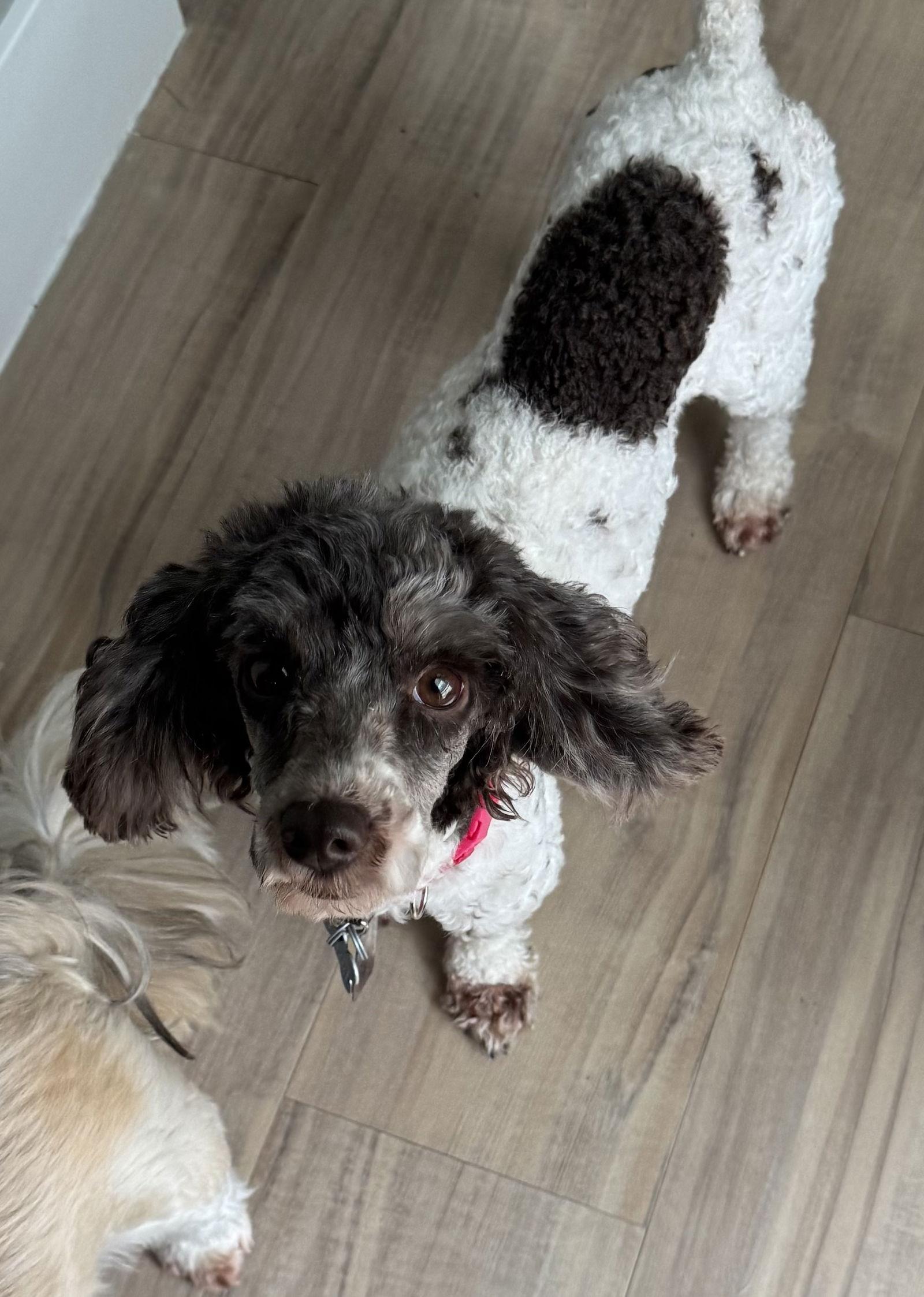 Enlarge Mitzi Tuscarawas, a Adopted Poodle in Pataskala, OH image 2/3