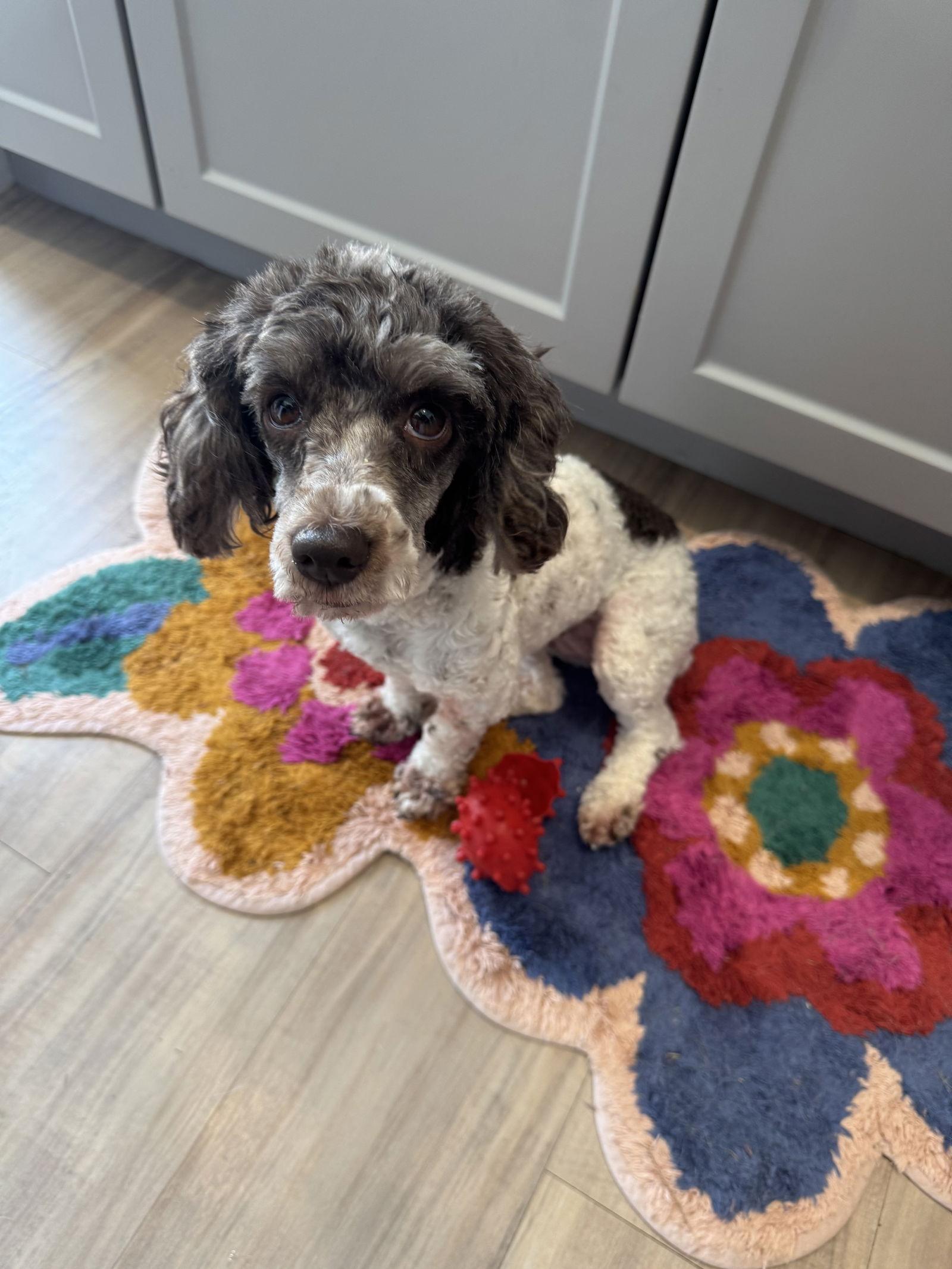 Mitzi Tuscarawas, Adopted, Young Female Poodle.