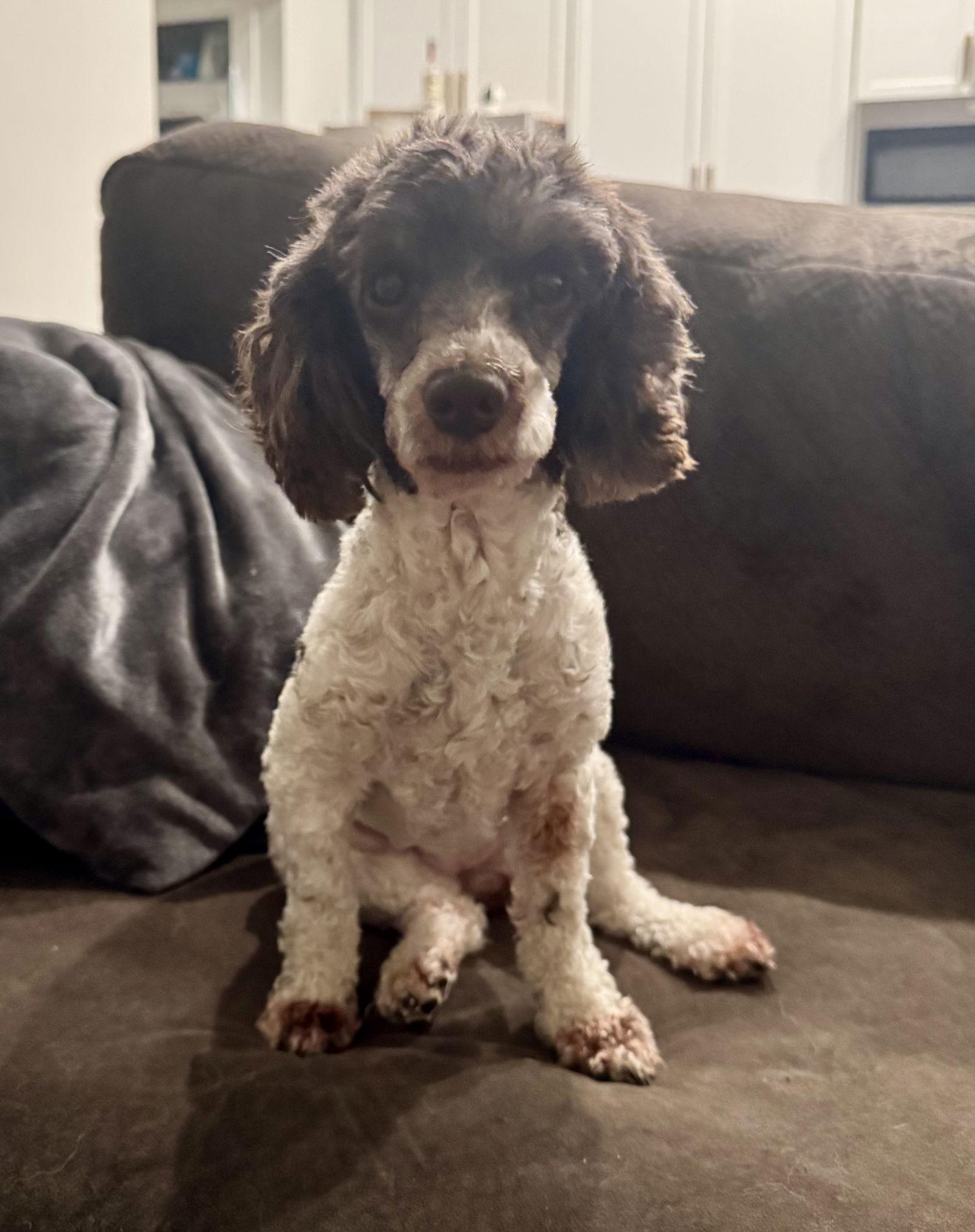 Enlarge Mitzi Tuscarawas, a Adopted Poodle in Pataskala, OH image 3/3