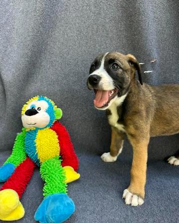 Persephone, Adoptable, Puppy Female Hound & Shepherd.