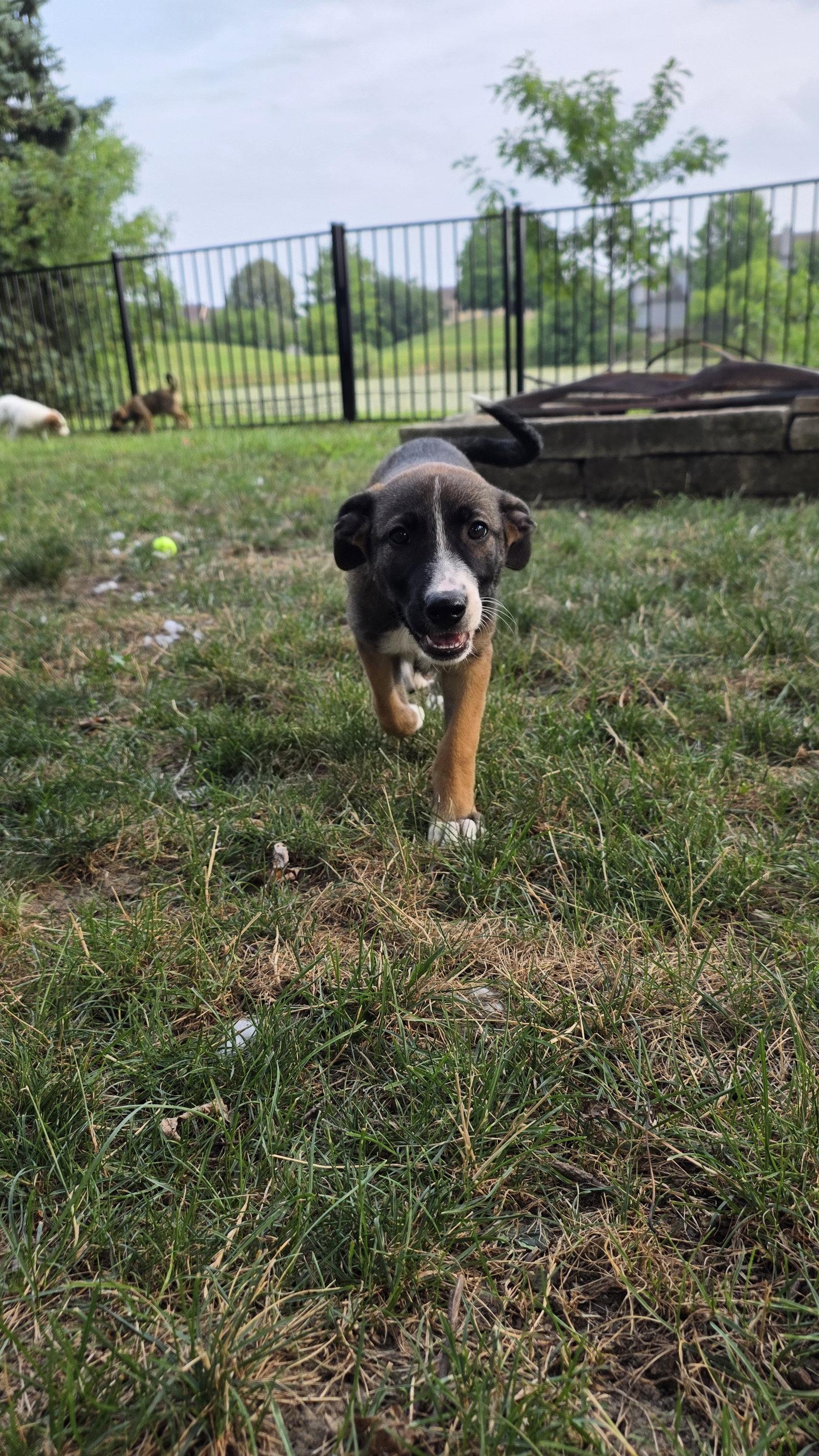 Persephone, a Adoptable mixed breed in Powell, OH image 2/3