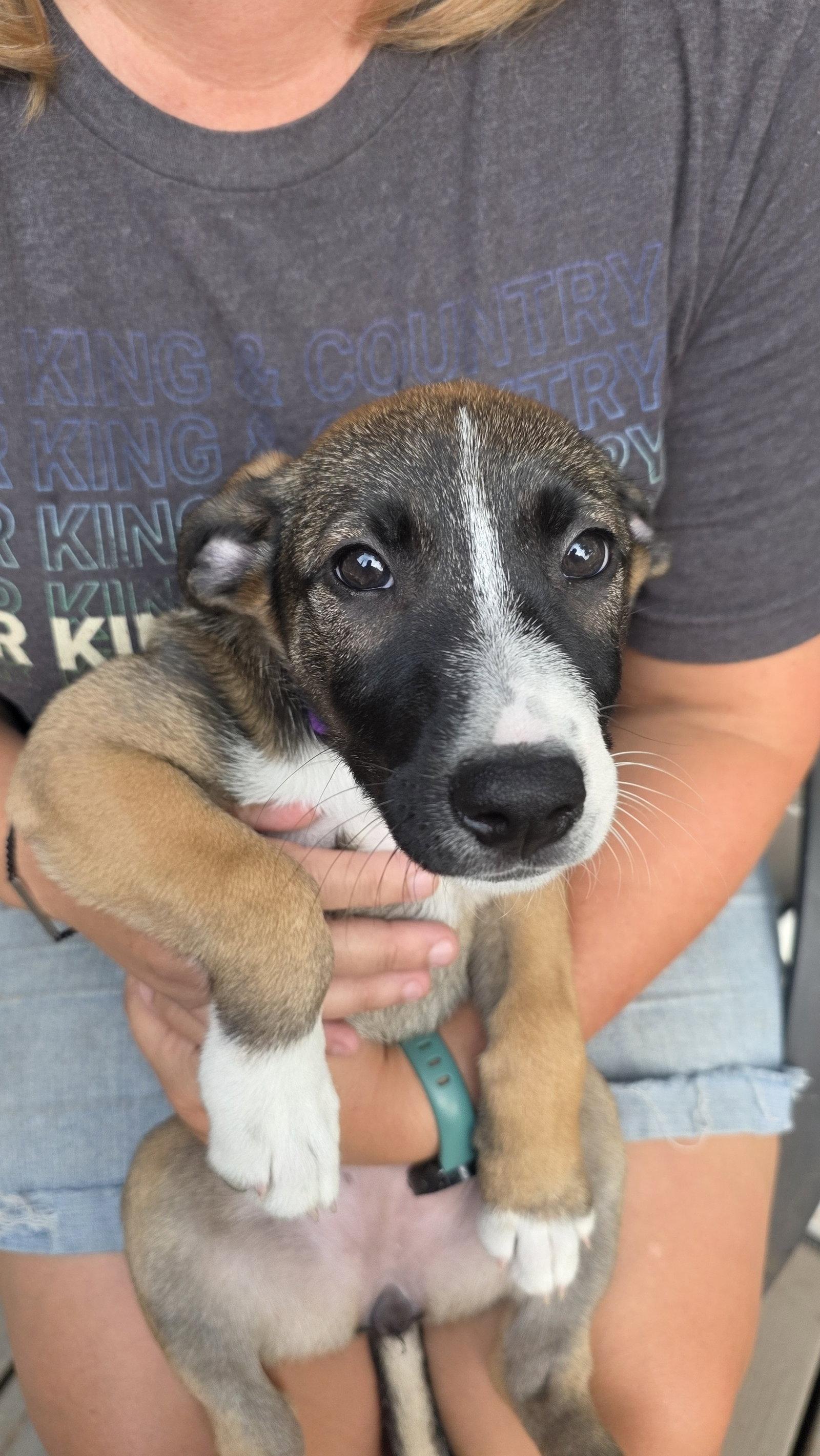 Persephone, a Adoptable mixed breed in Powell, OH image 3/3