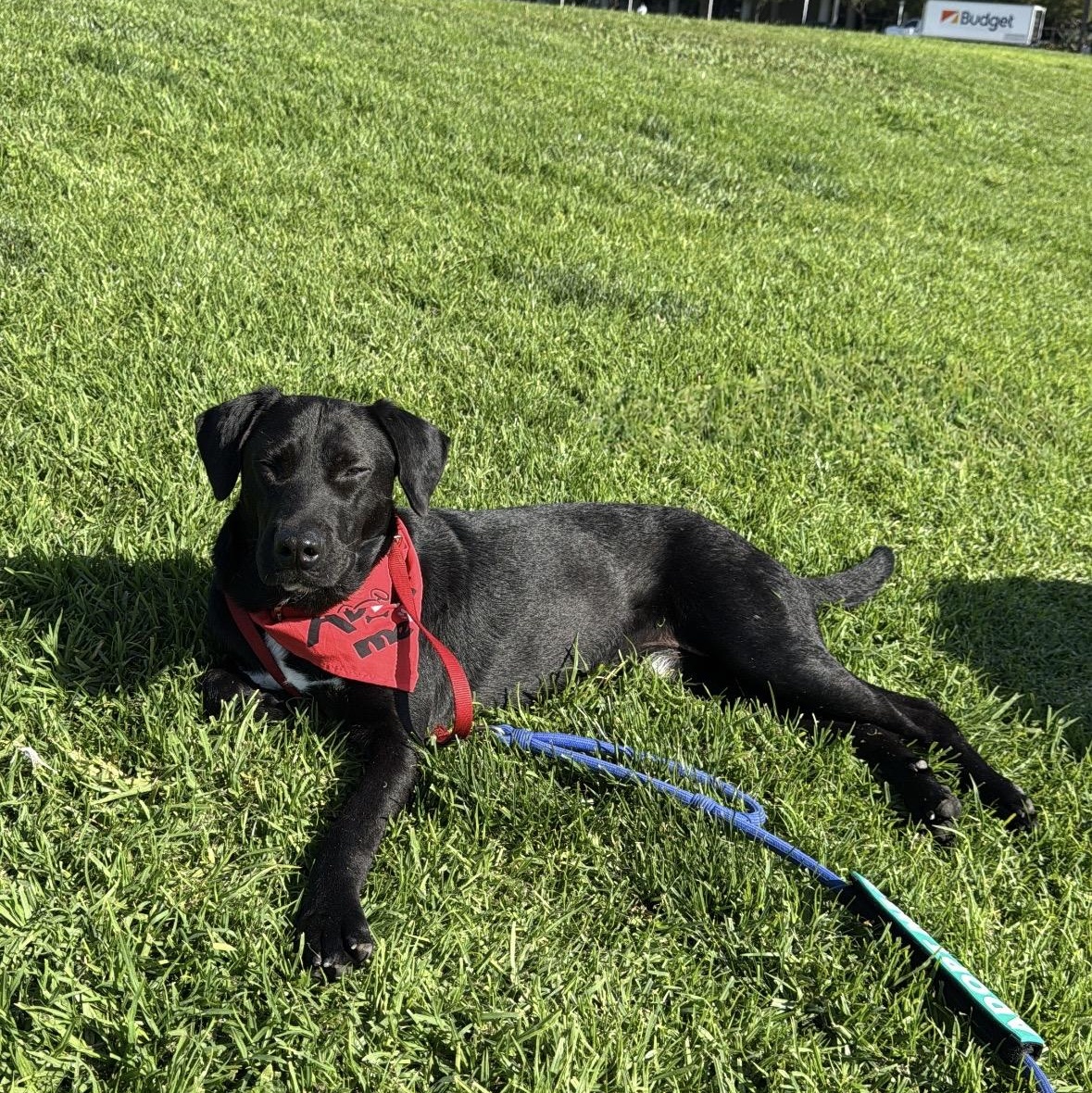 Enlarge Benny, a ADOPTABLE mixed breed in San Diego, CA image 5/5