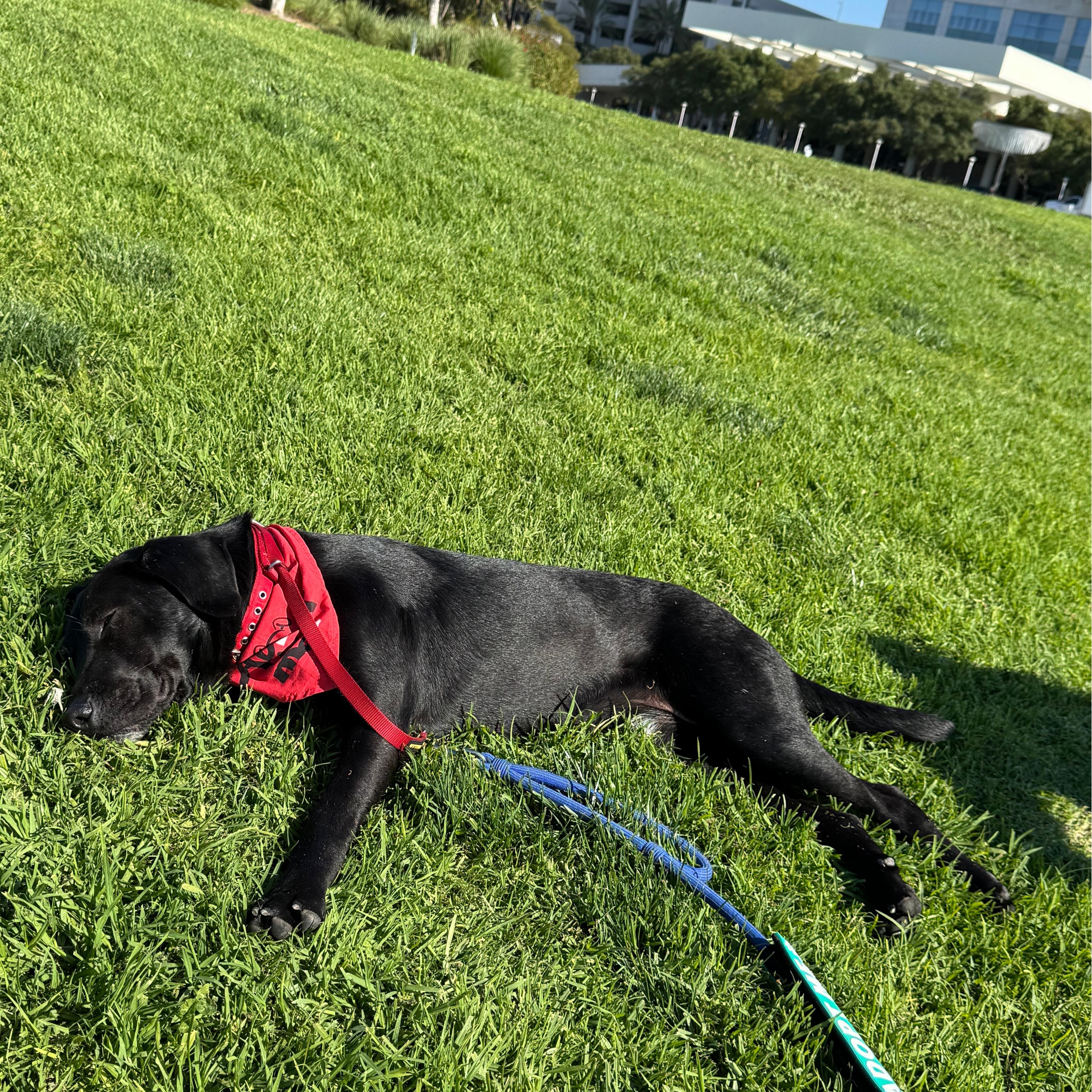 Enlarge Benny, a ADOPTABLE mixed breed in San Diego, CA image 4/5
