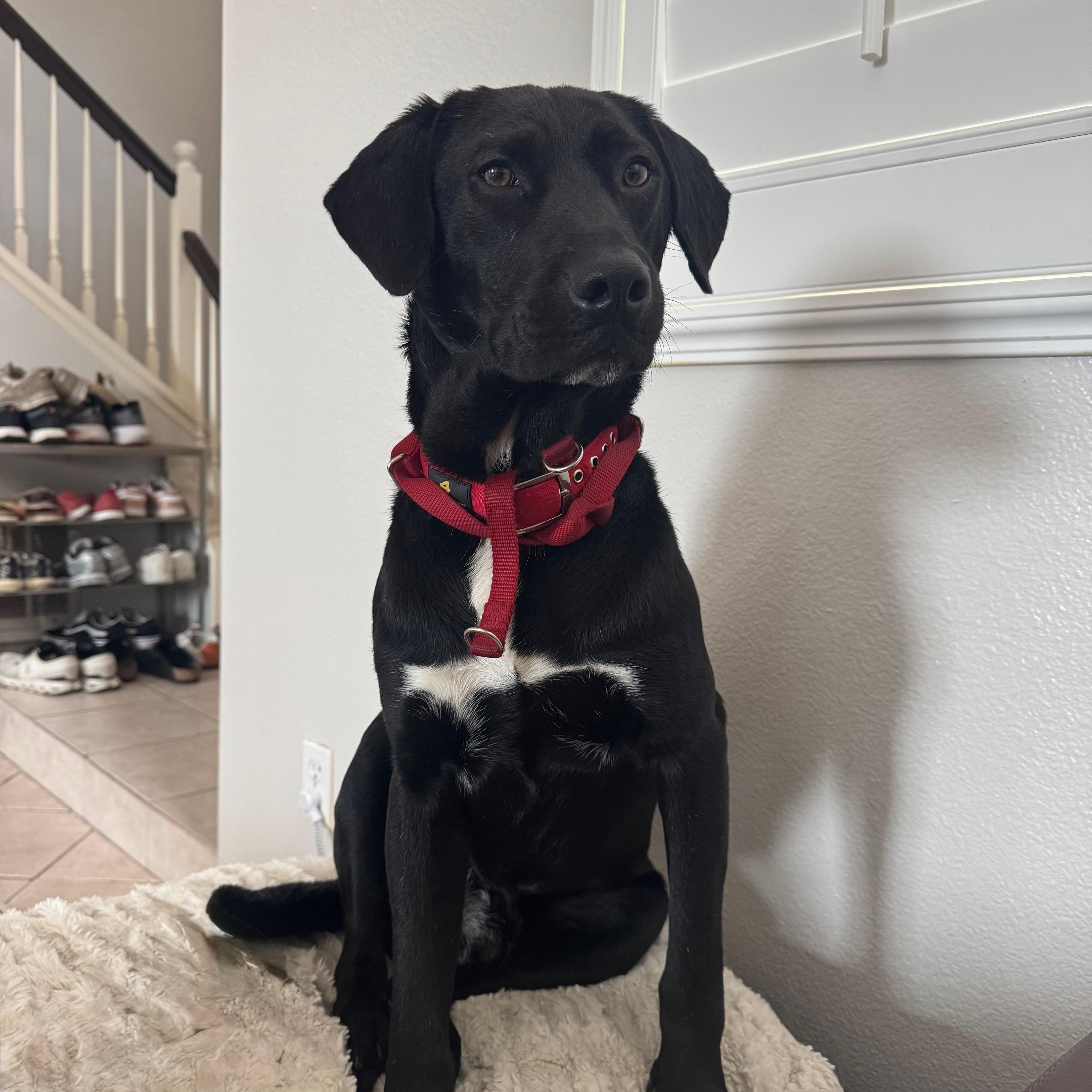 Benny, ADOPTABLE, Adult Female Black Labrador Retriever.