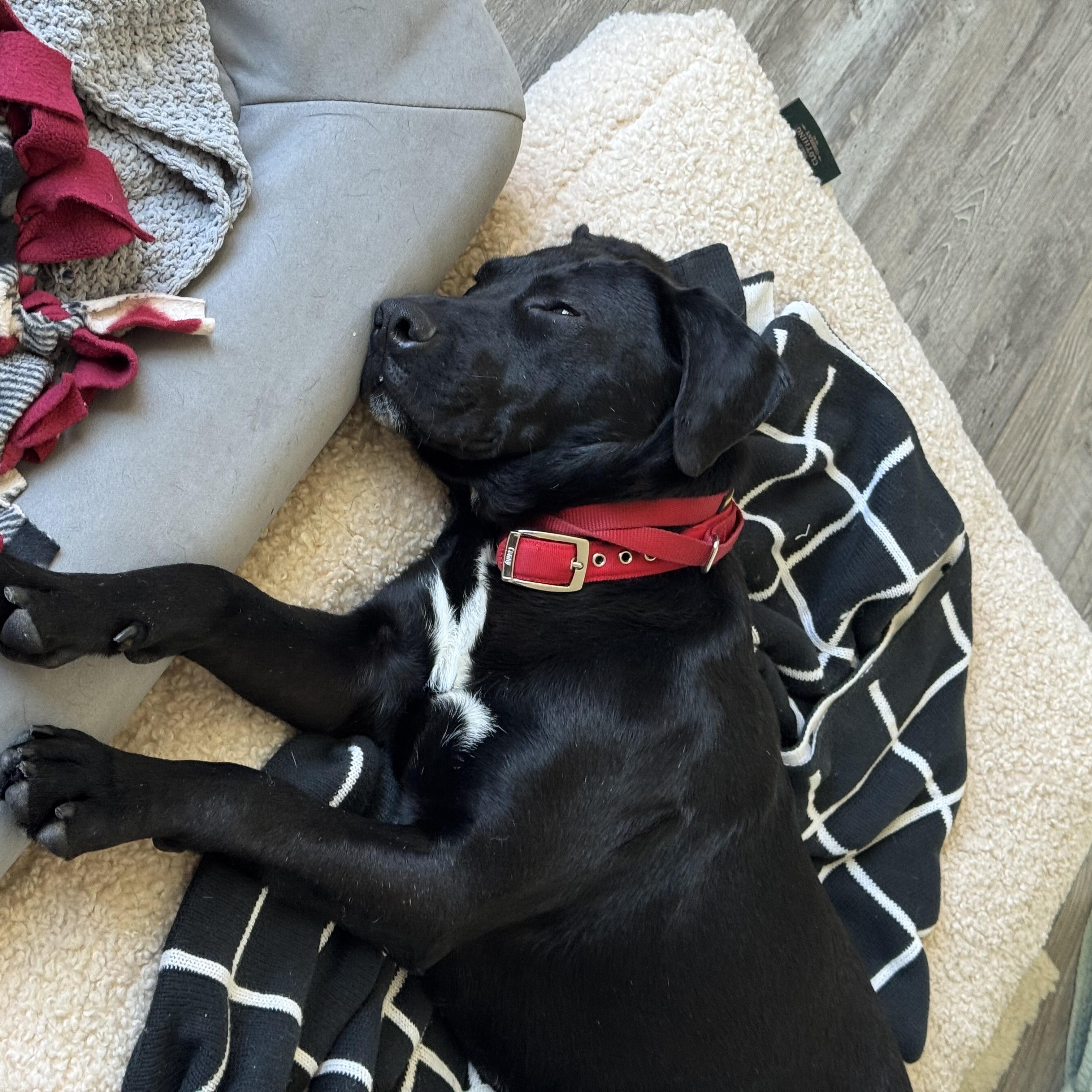 Enlarge Benny, a ADOPTABLE mixed breed in San Diego, CA image 3/5