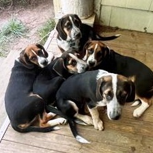 Puppies