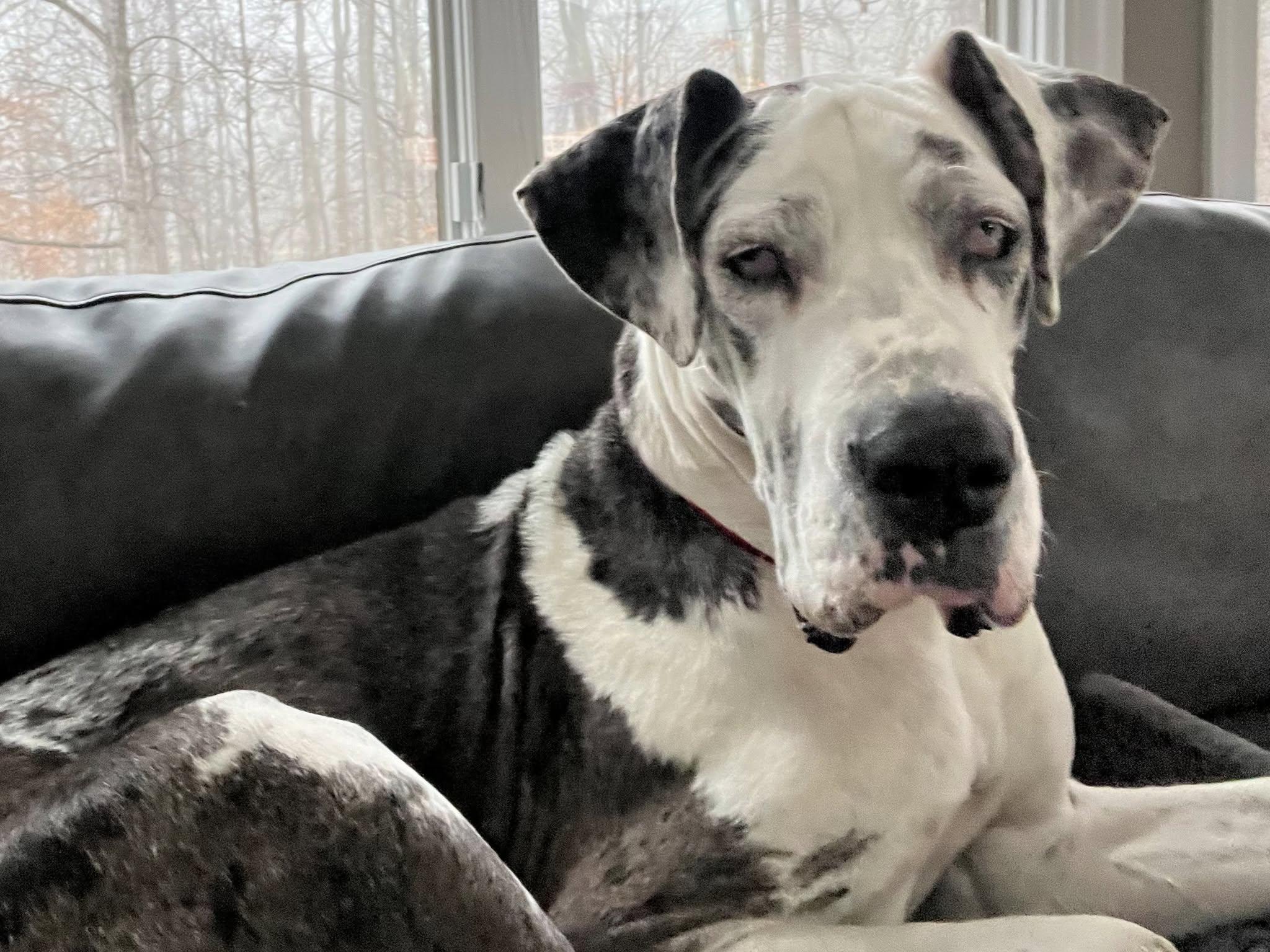 Izzy, Adult Female Great Dane