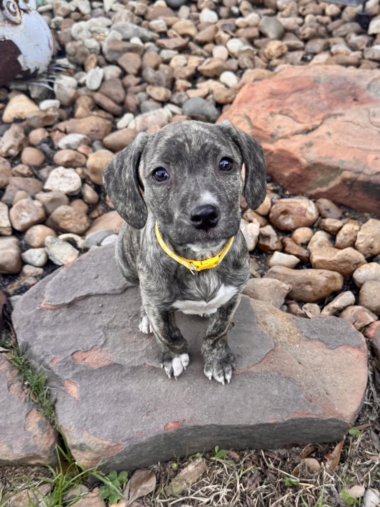 Aspen, ADOPTABLE, Puppy Female American Staffordshire Terrier.