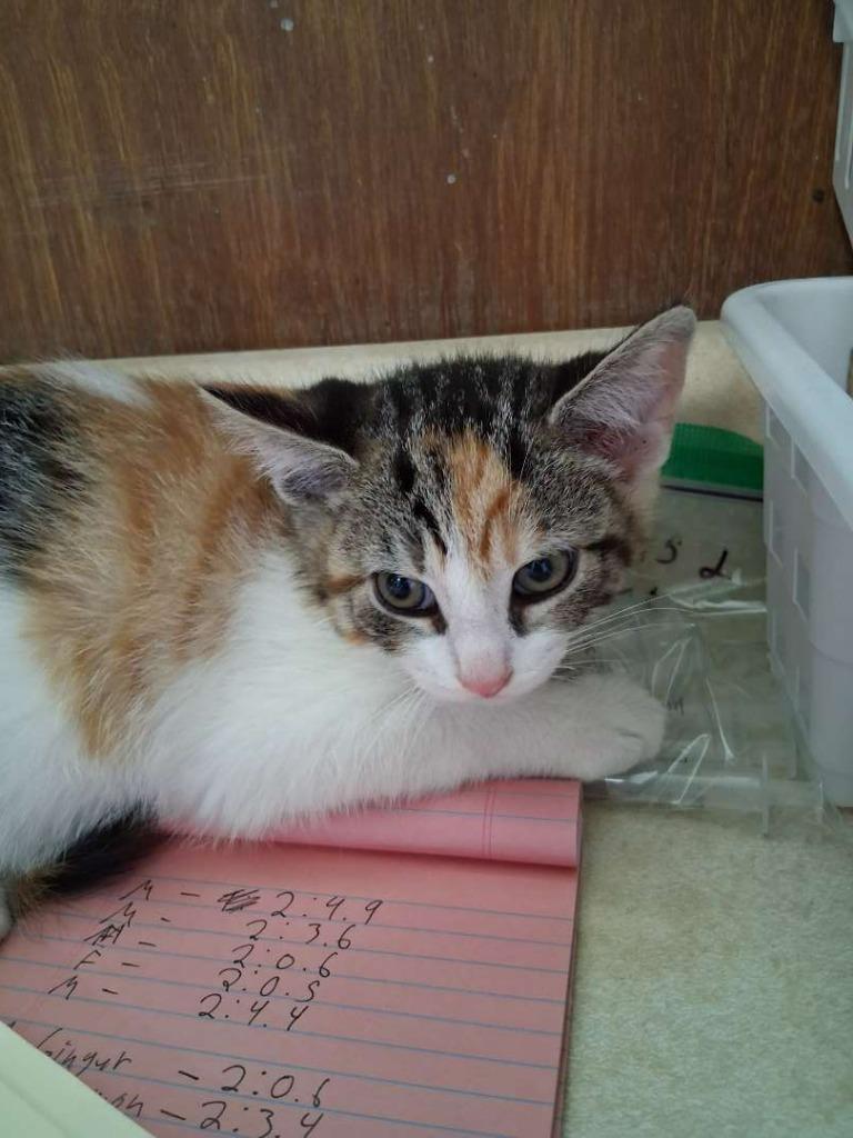 Pike, Adoptable, Kitten Female Domestic Short Hair.