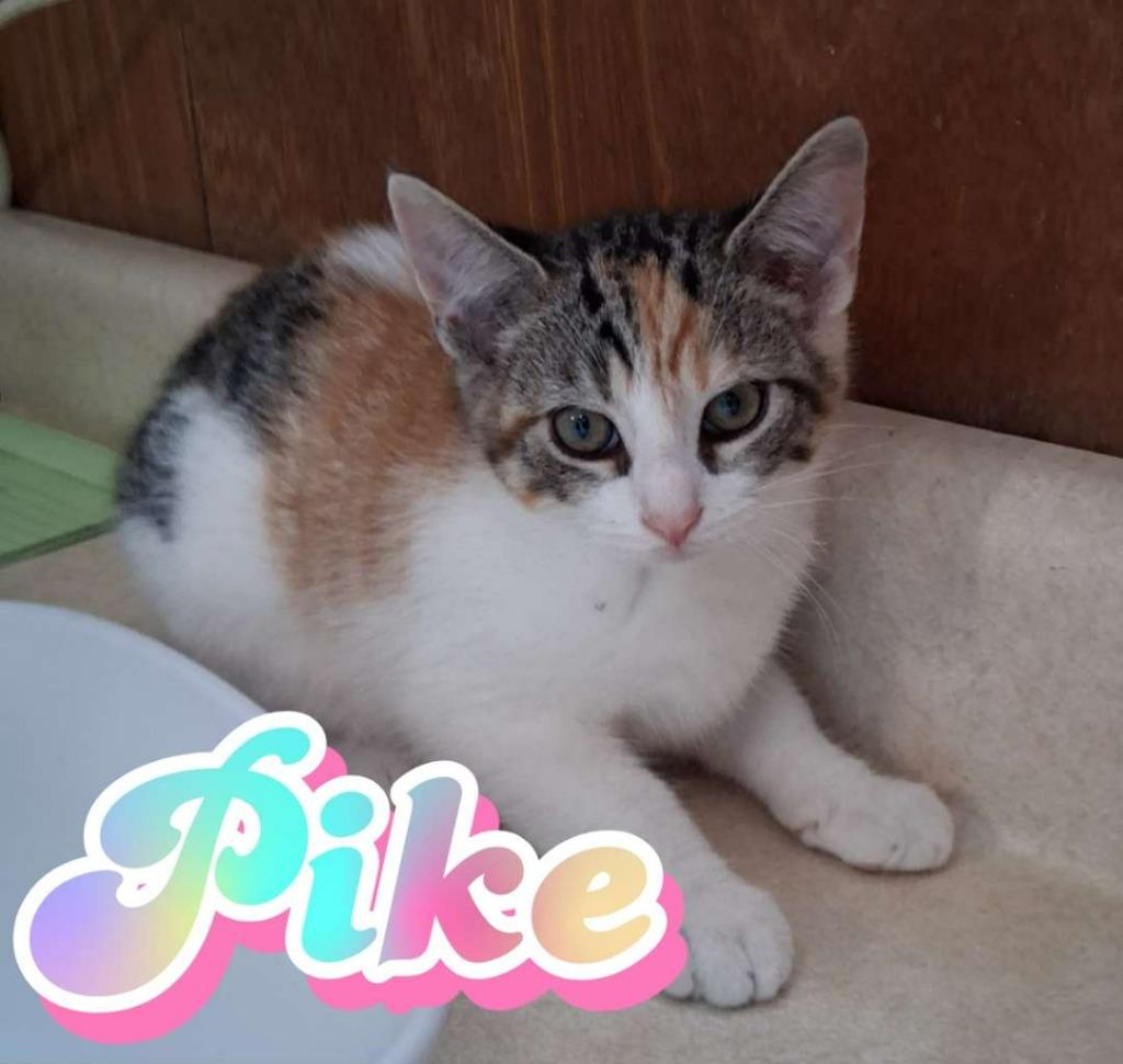 Enlarge Pike, a Adoptable Domestic Short Hair in Hillsboro, OH image 2/2