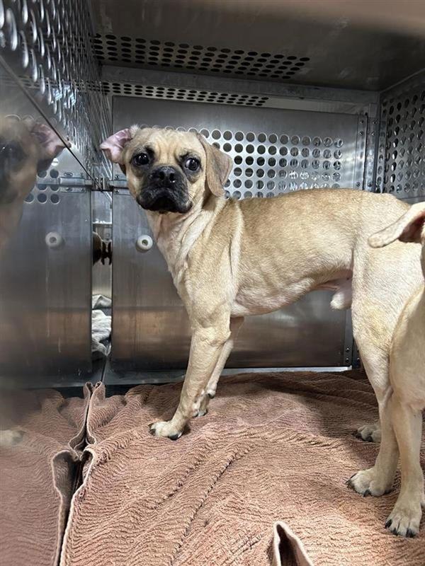 Enlarge Big Al, a Adoptable mixed breed in Austin, TX image 2/2
