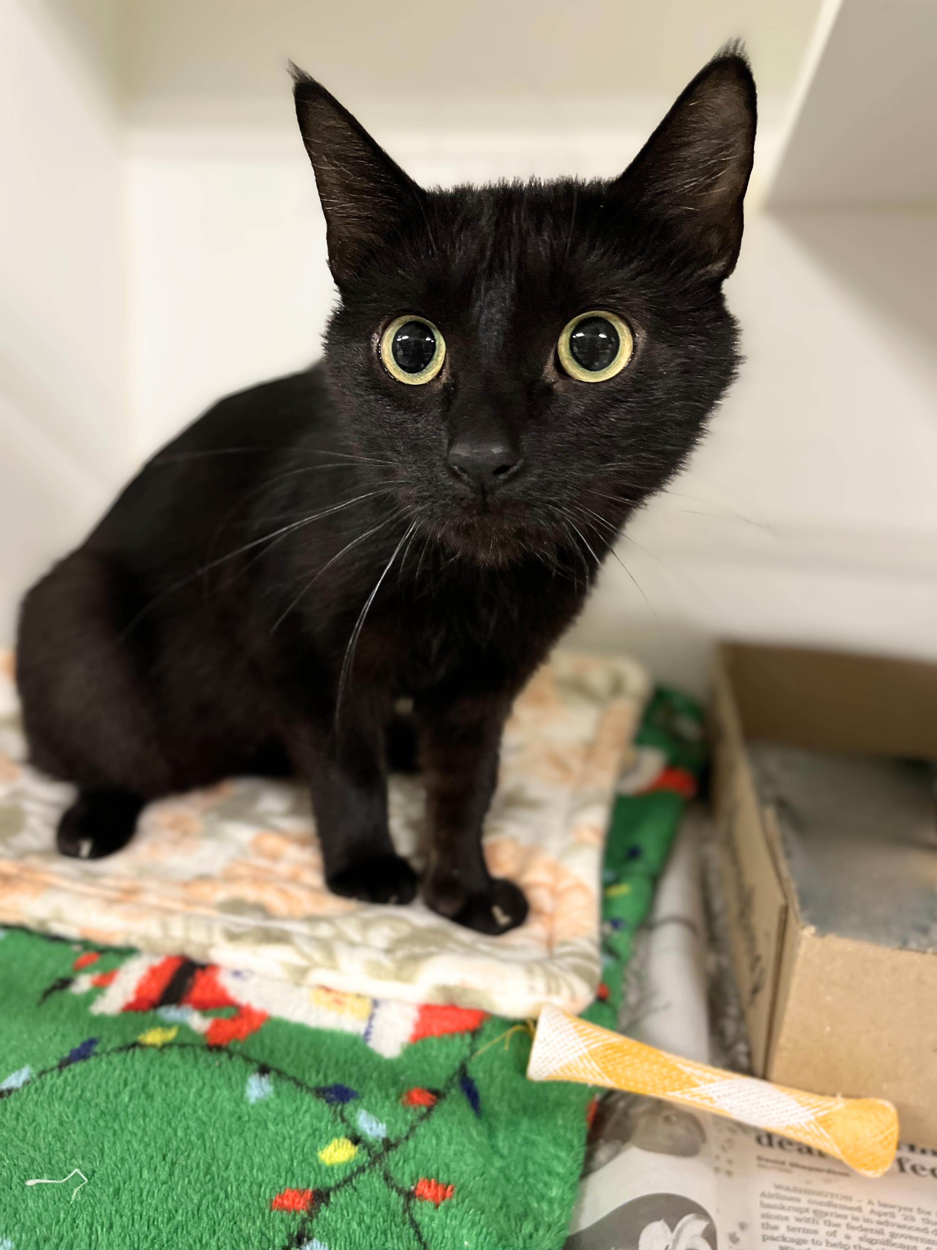 Enlarge Brie, an adoptable Domestic Short Hair in Seville, OH image 3/3