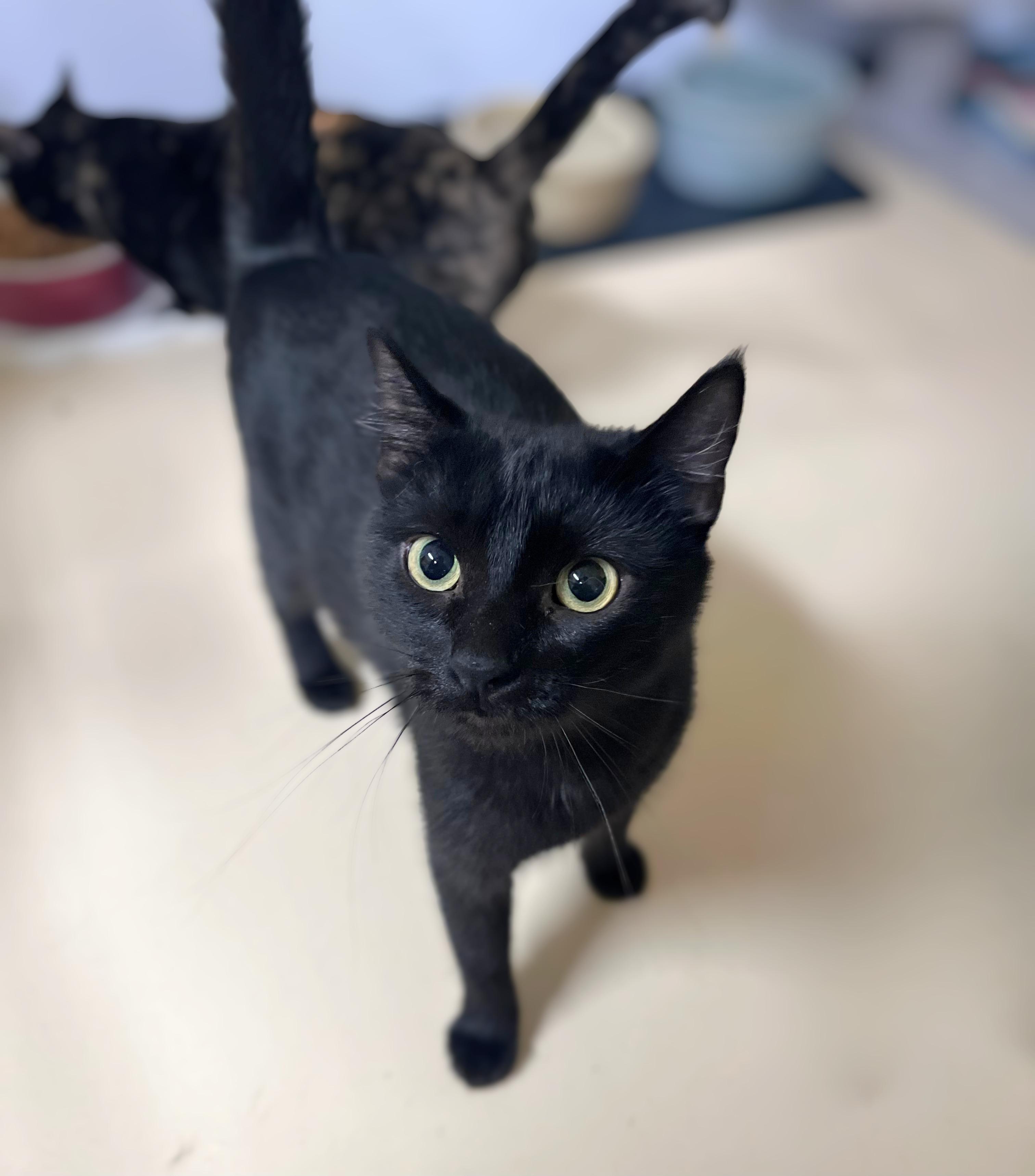 Enlarge Brie, an adoptable Domestic Short Hair in Seville, OH image 2/3