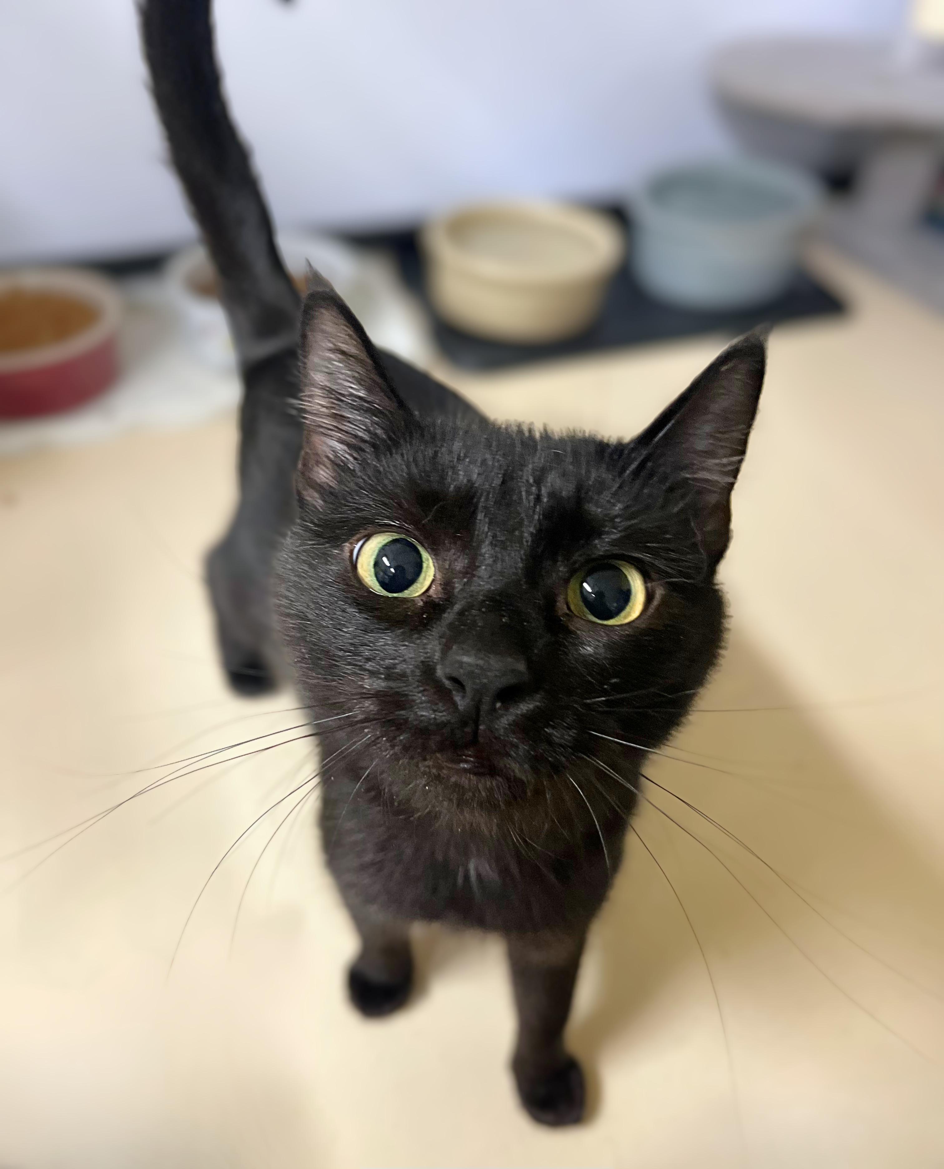 Brie, adoptable, Adult Female Domestic Short Hair.