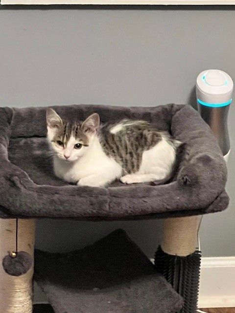 Crawford, Adopted, Kitten Female Domestic Short Hair.