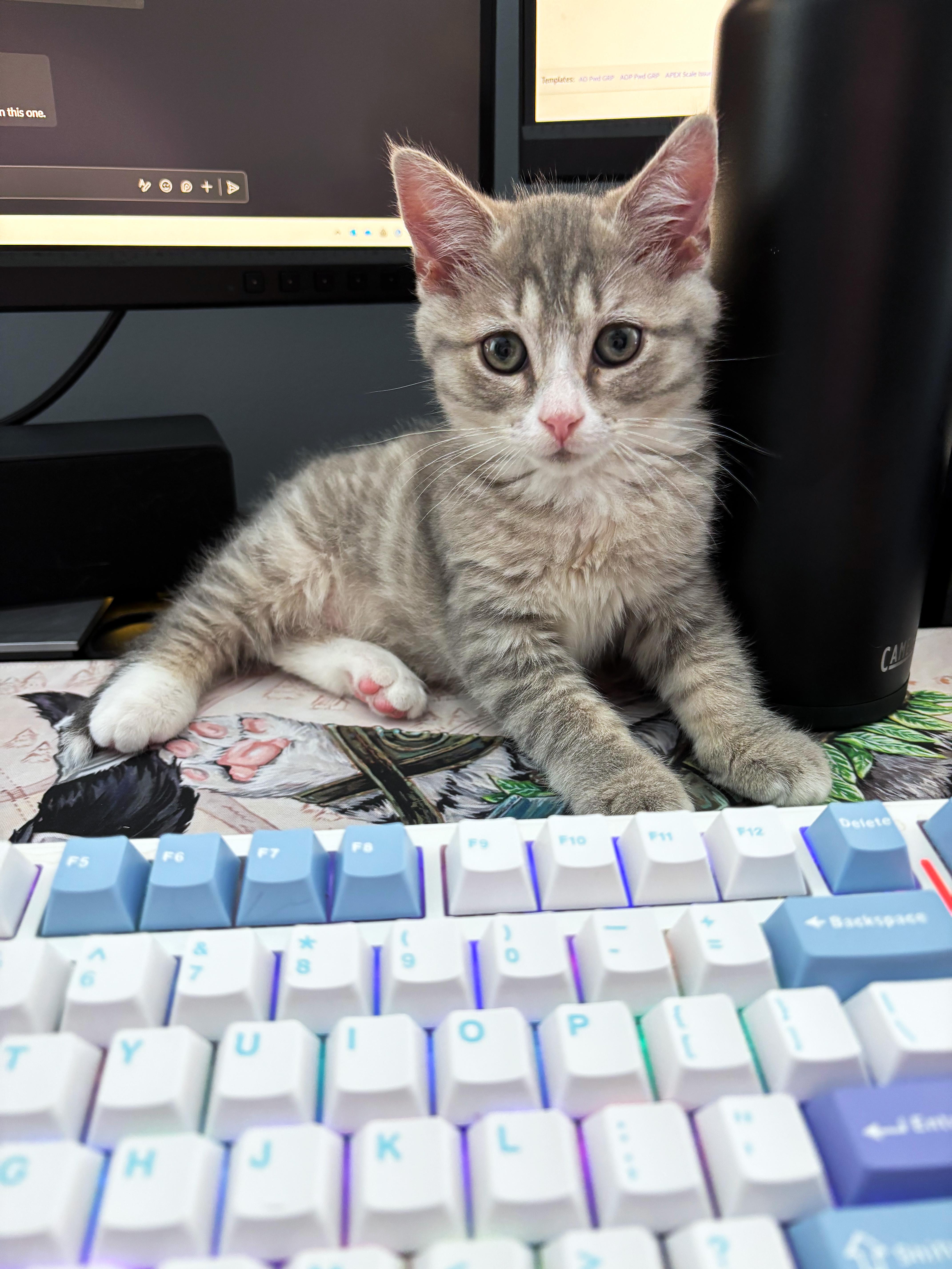 Enlarge Cinderblock, an adopted Domestic Short Hair in Apex, NC image 2/4