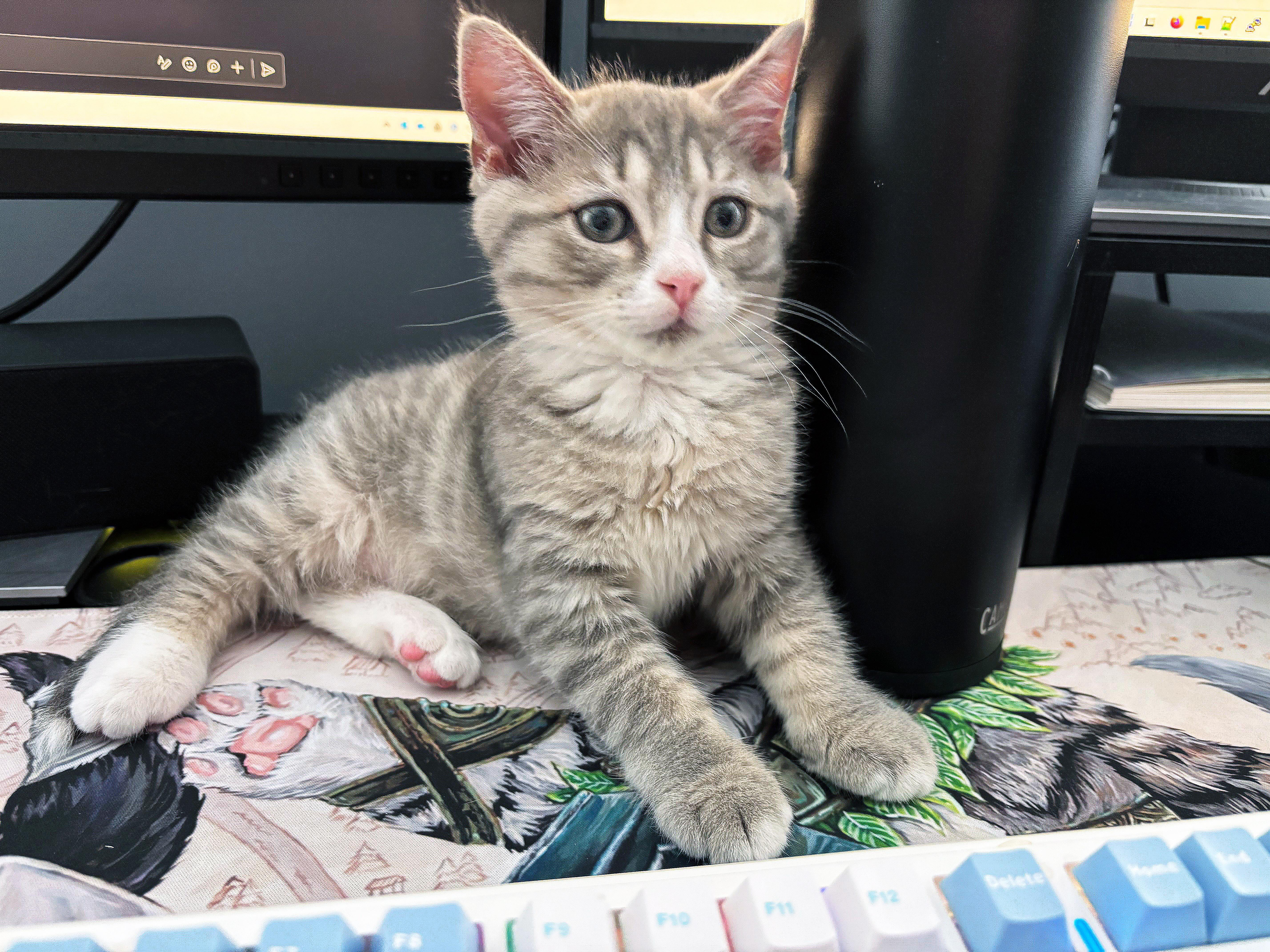 Enlarge Cinderblock, an adopted Domestic Short Hair in Apex, NC image 4/4
