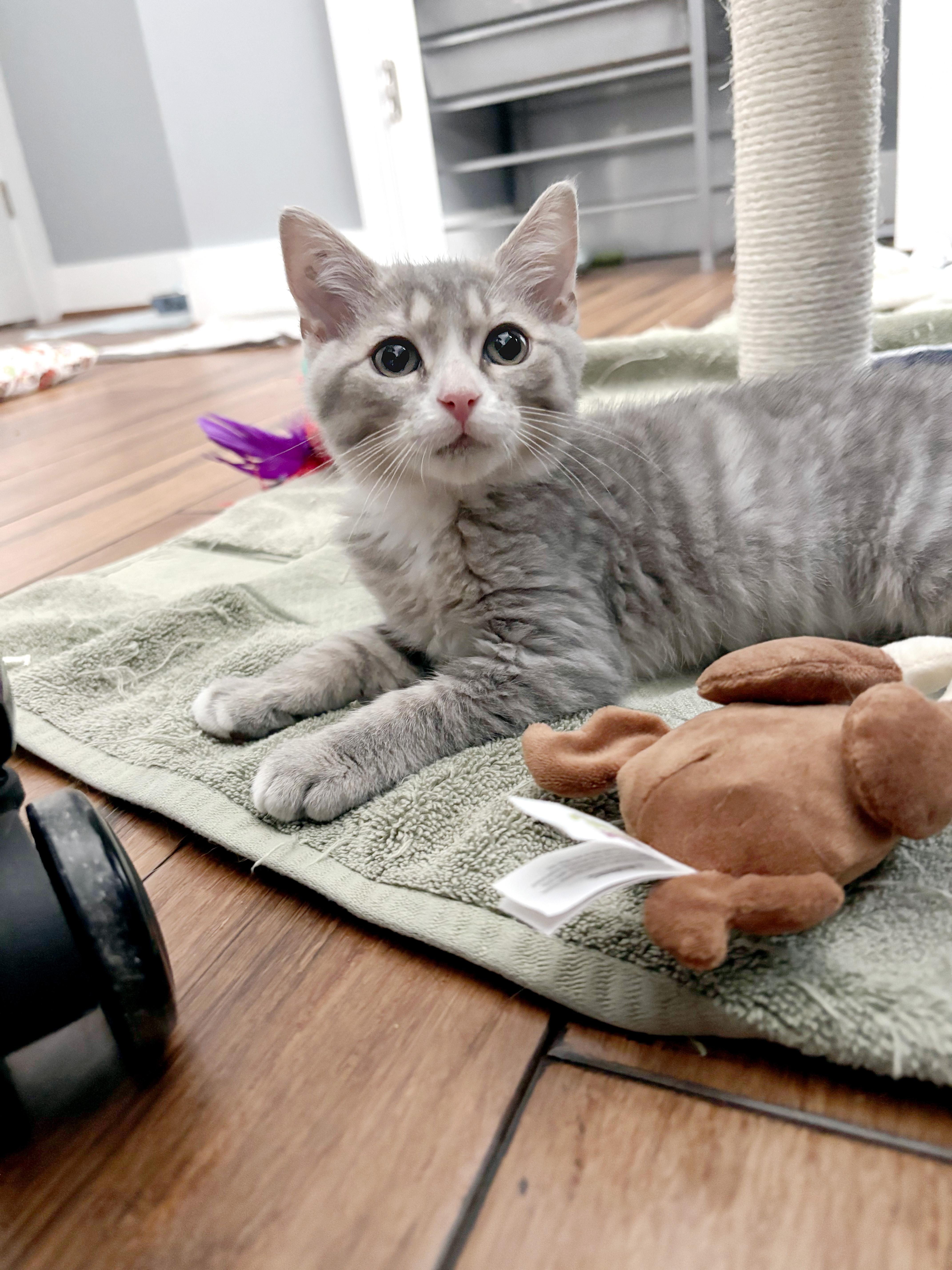Enlarge Cinderblock, an adopted Domestic Short Hair in Apex, NC image 1/4
