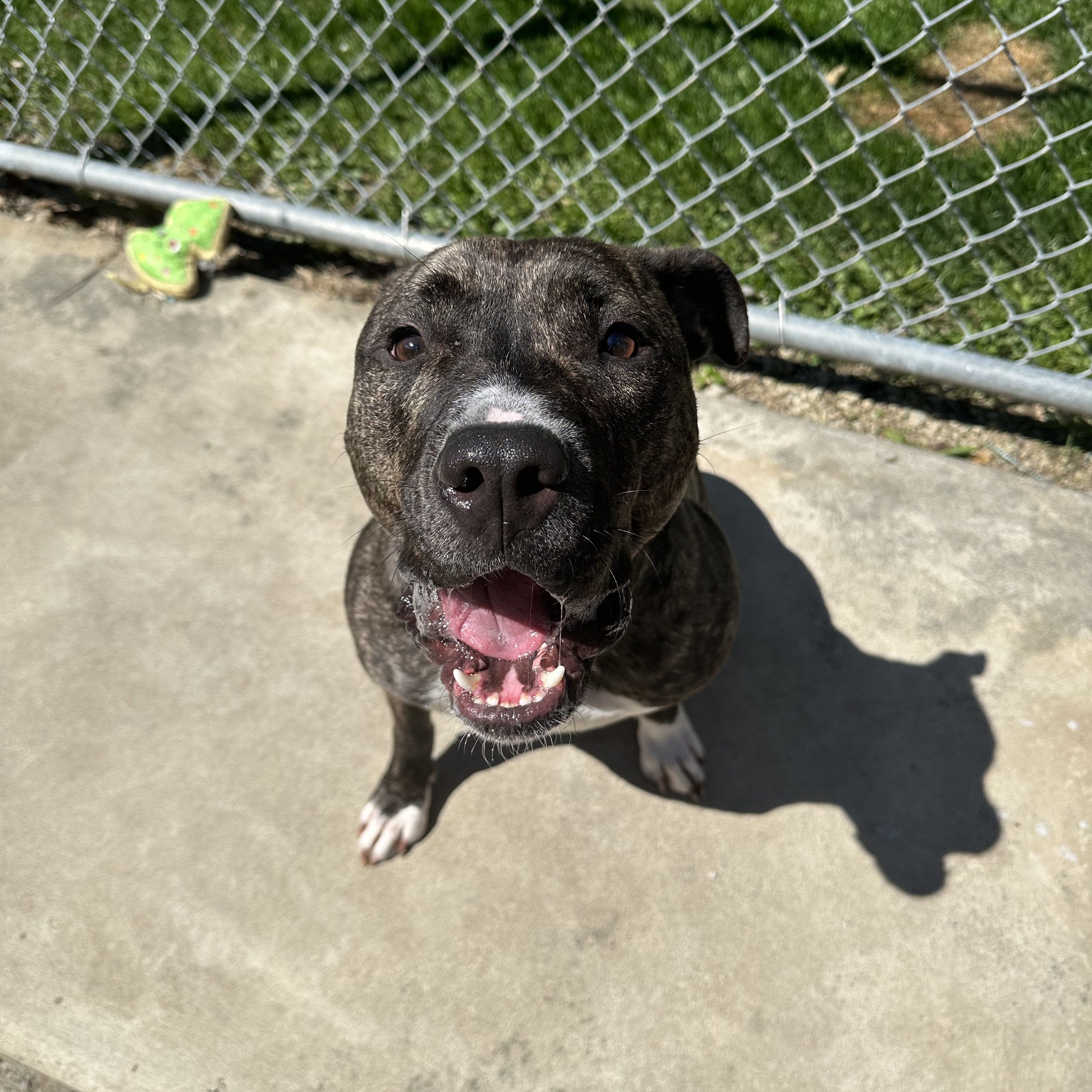 Daisy, a Adoptable mixed breed in Myerstown, PA image 3/6