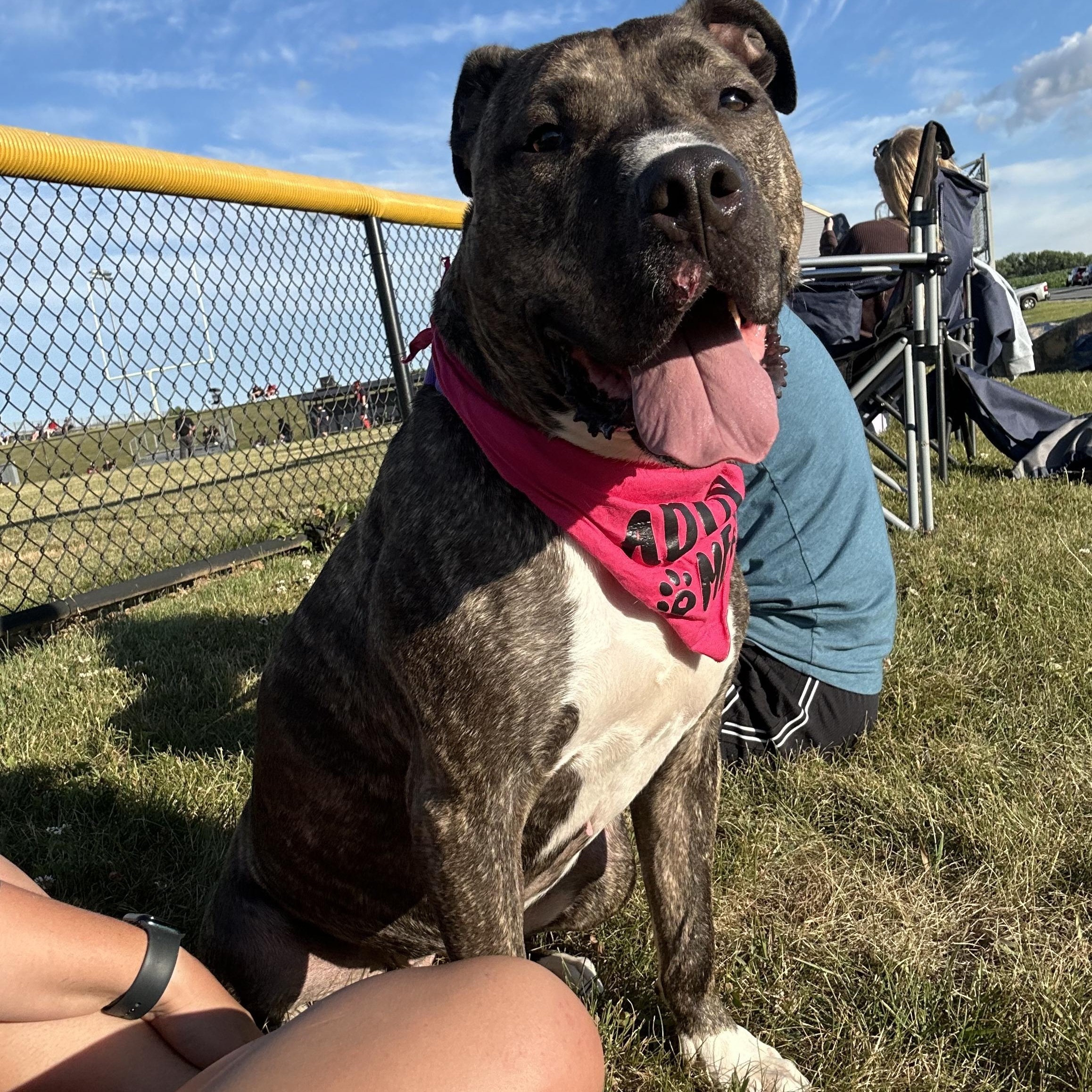 Enlarge Daisy, a Adoptable mixed breed in Myerstown, PA image 1/6
