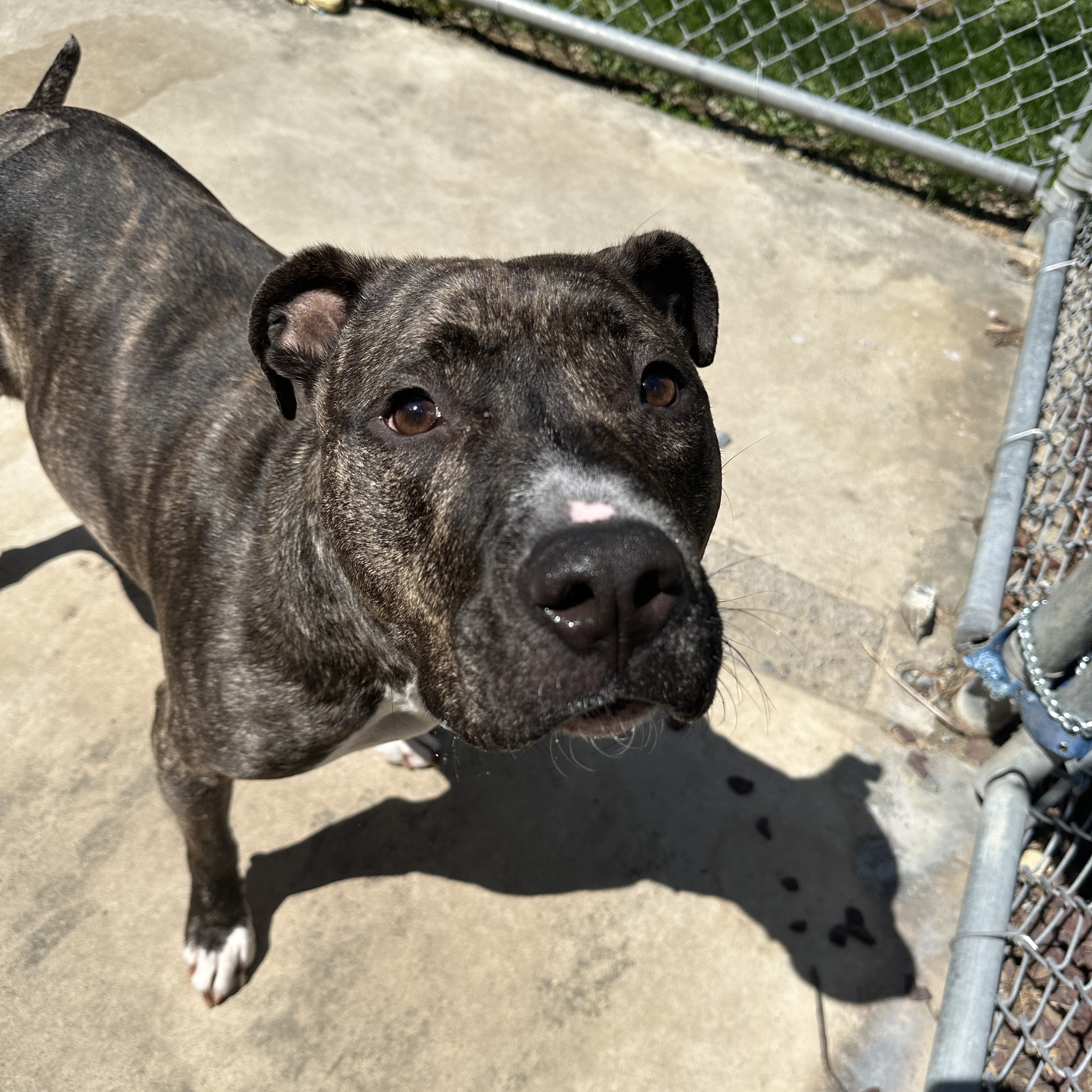 Daisy, a Adoptable mixed breed in Myerstown, PA image 2/6